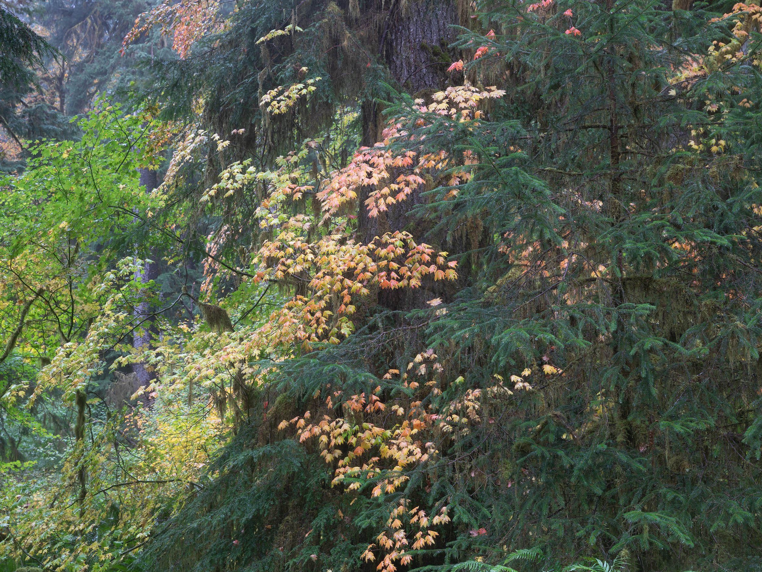 The Edge Of Fall