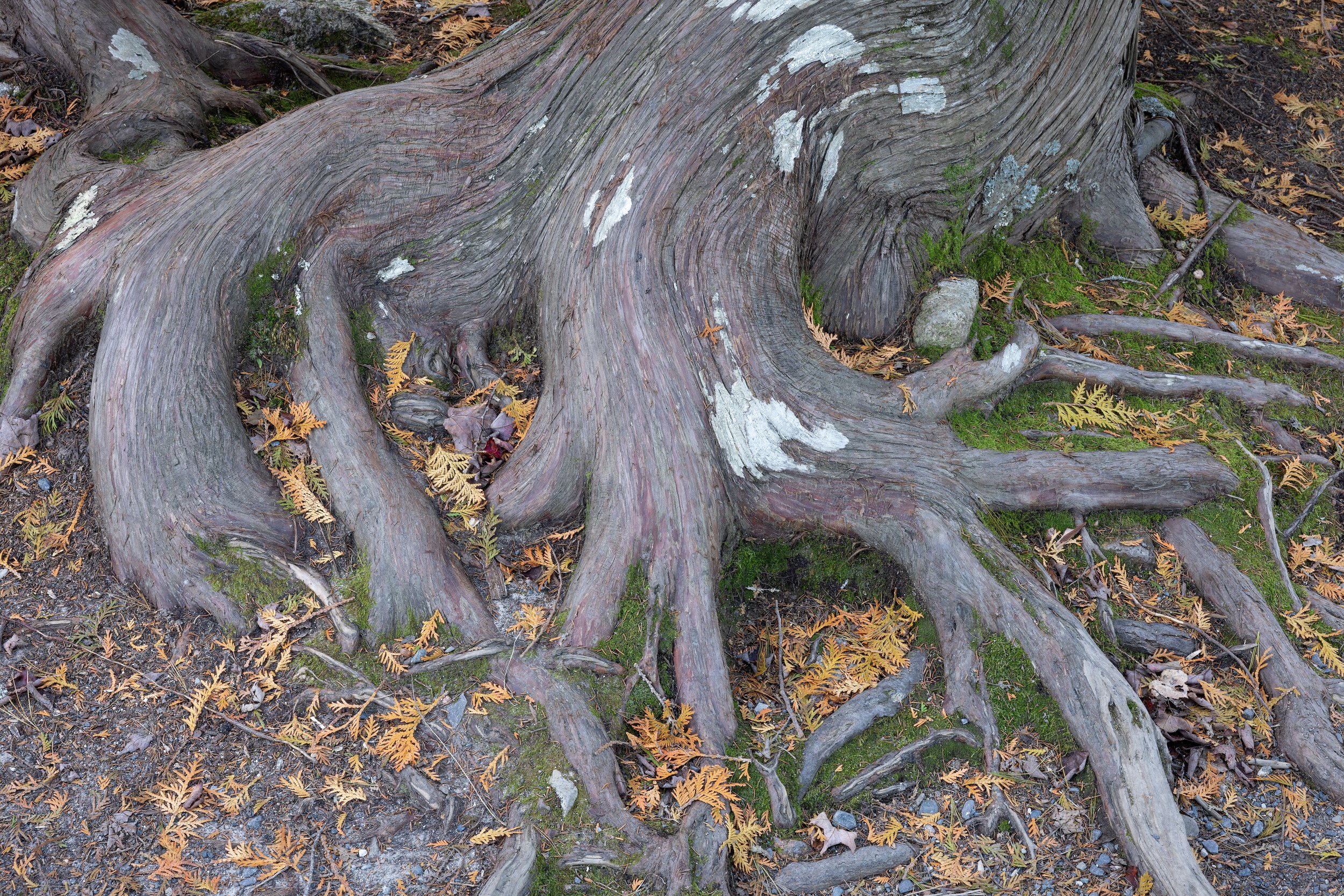 Resilient