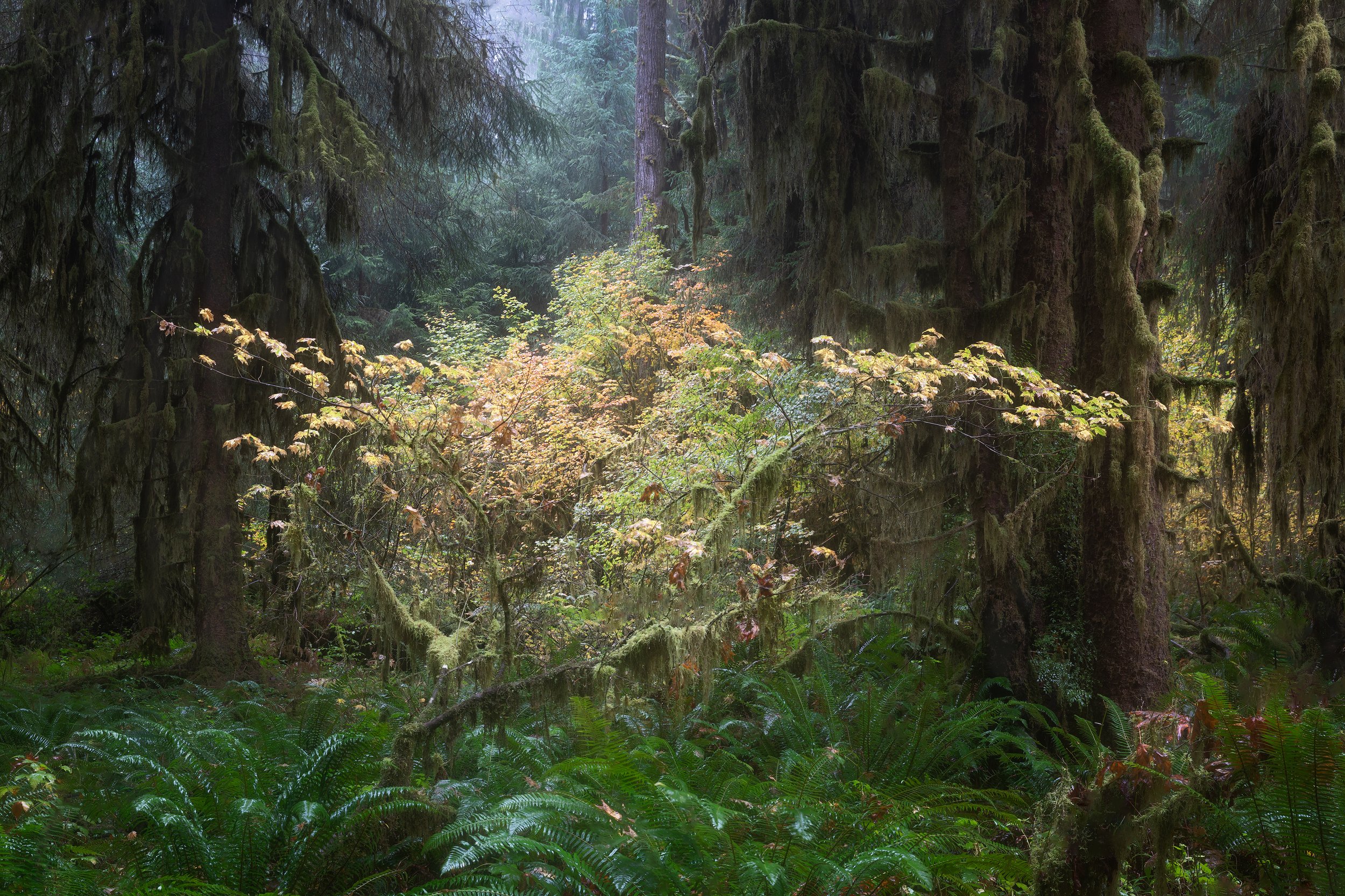 Quiet Light