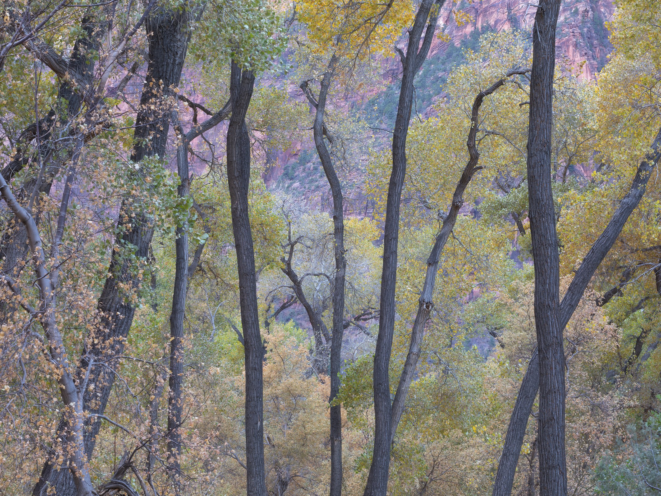 Windows of The Canyon's