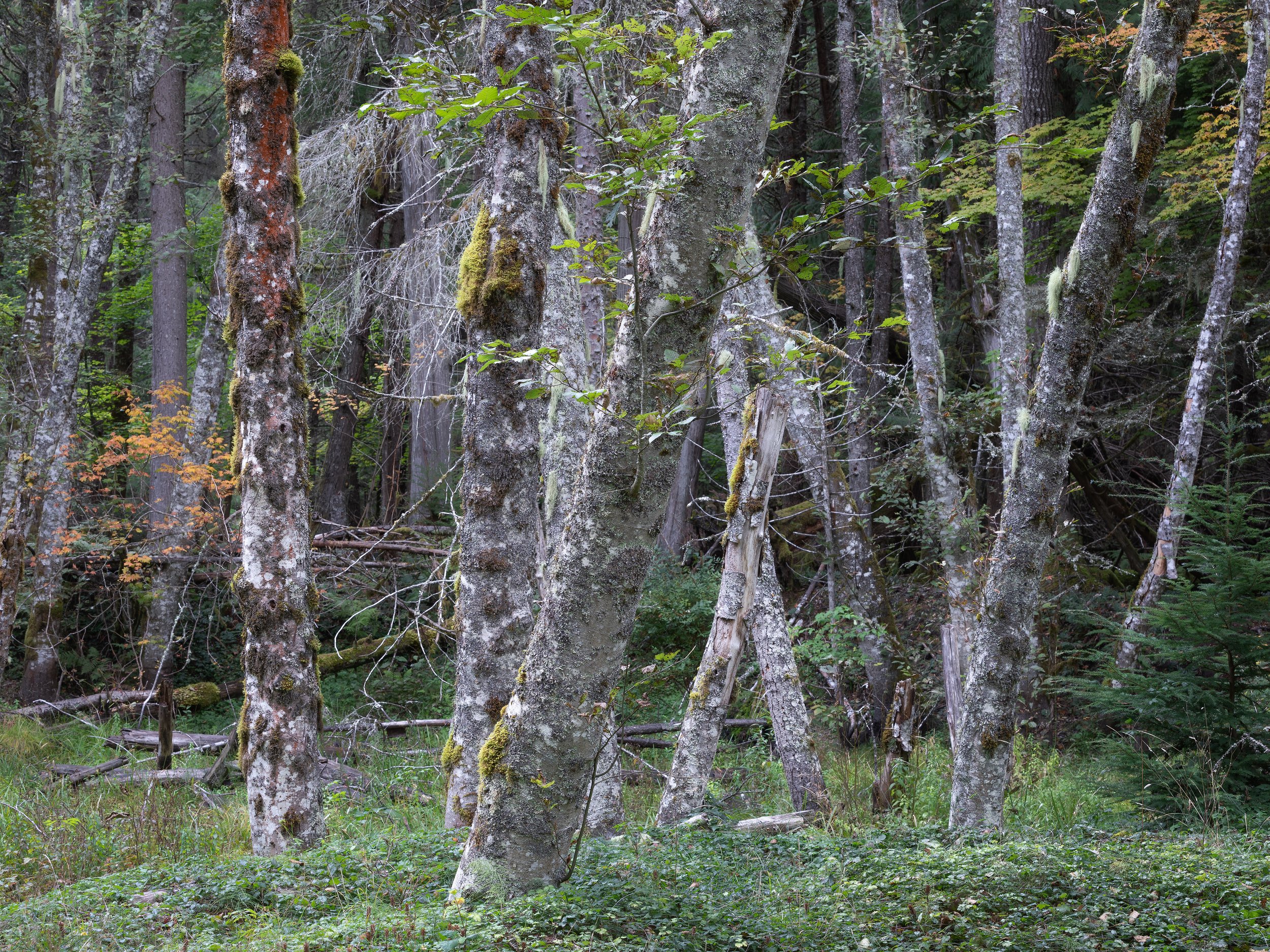 Mt Rainier Woodland