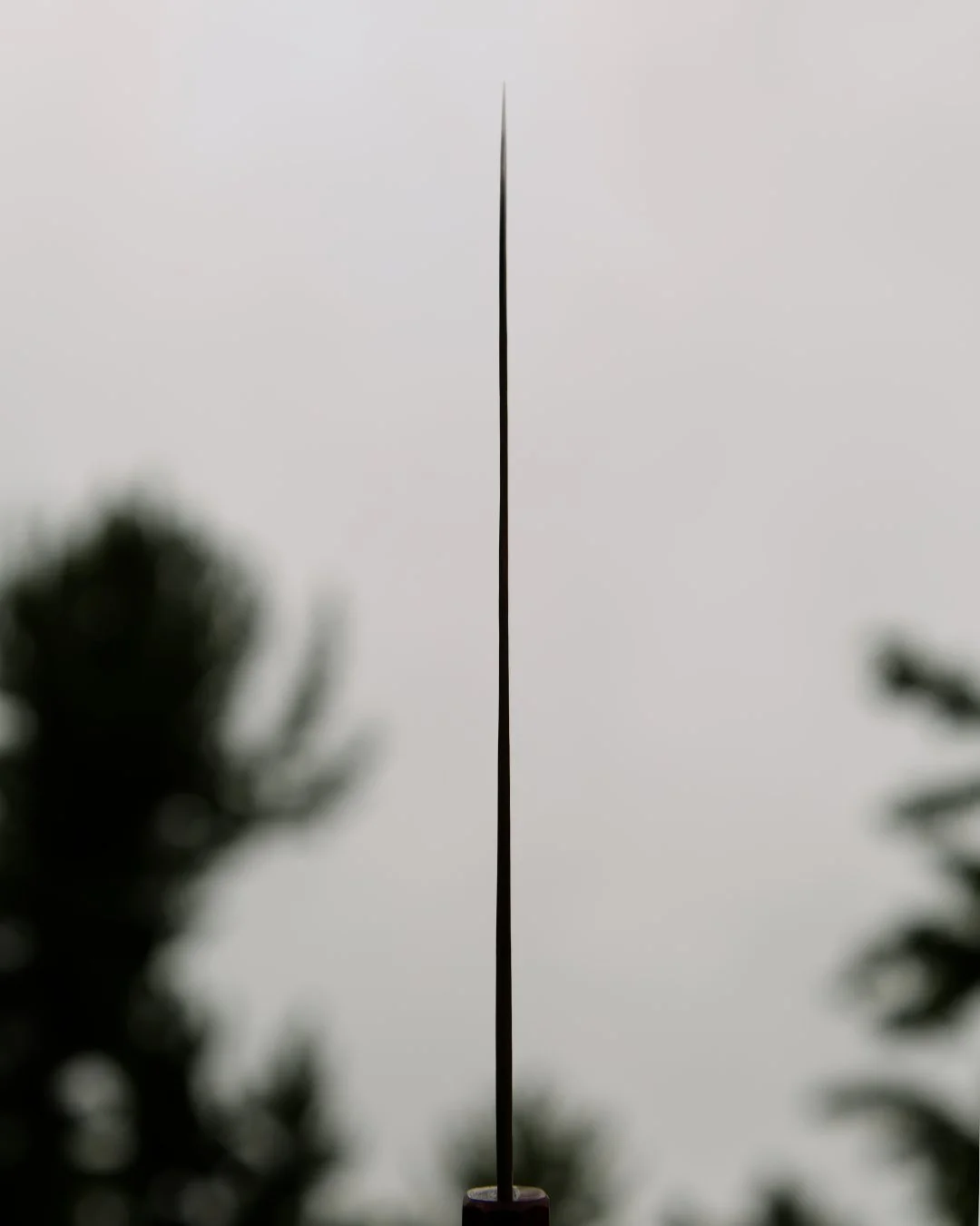 spine.jpg
