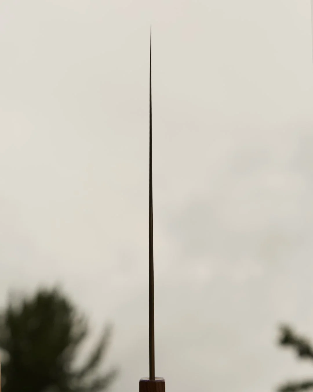 spine.jpg