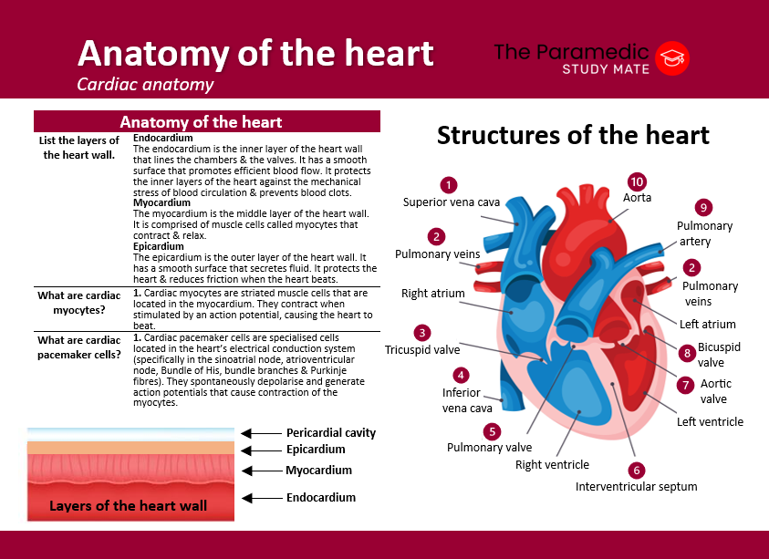 ANATOMY OF THE HEART BACK CARD.png