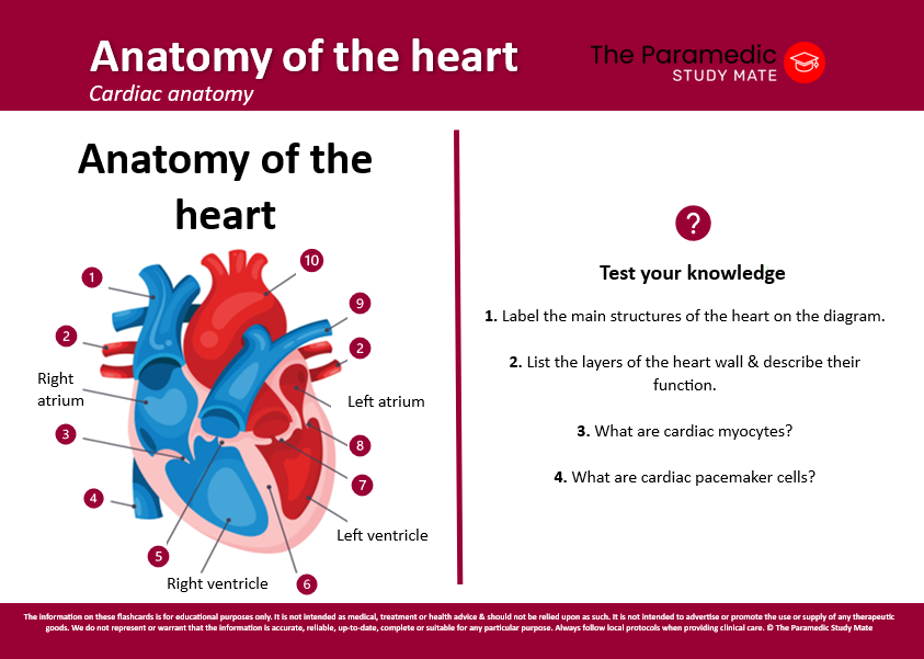 ANATOMY OF THE HEART FRONT CARD.png