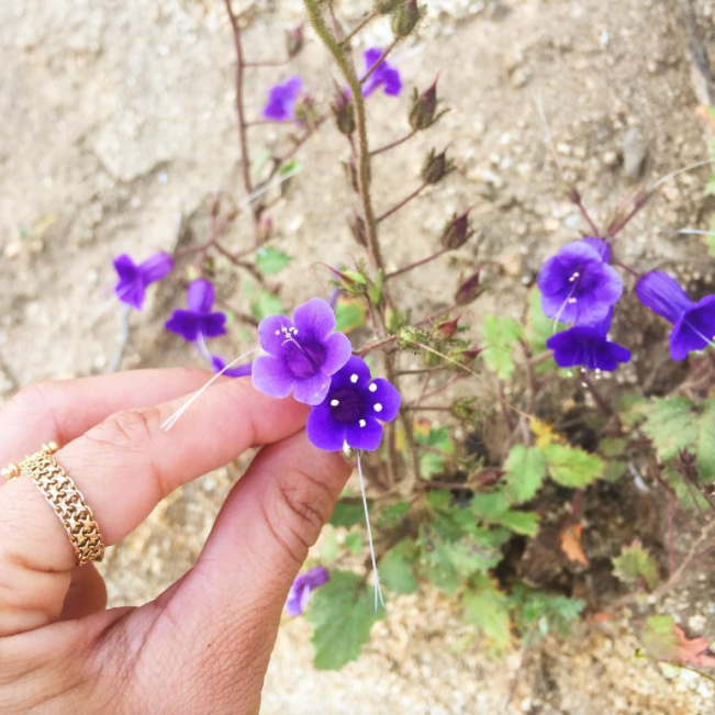 Kapha Season: Spring