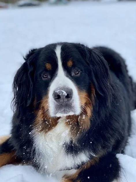 Adorable photo of a bernese mountain dog in the snow. He has snow on his nose. 