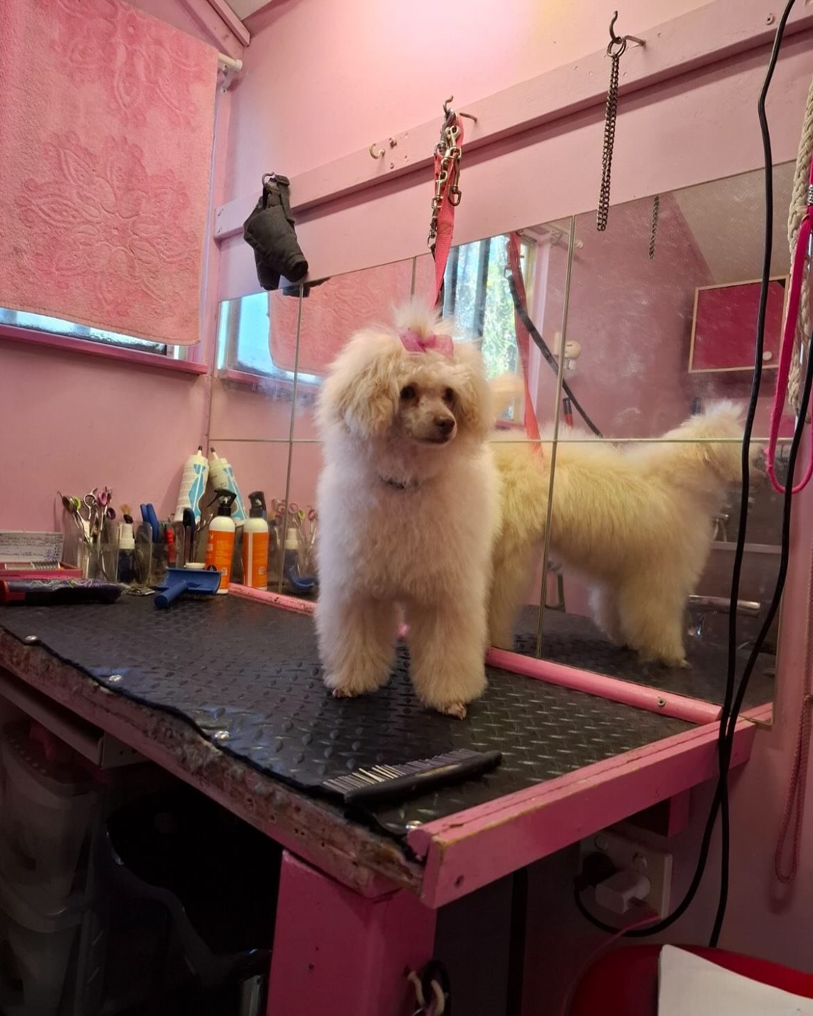 Milou before &amp; after groom 🥰💕 isn&rsquo;t she a beautiful girl #toypoodle #creamtoypoodle