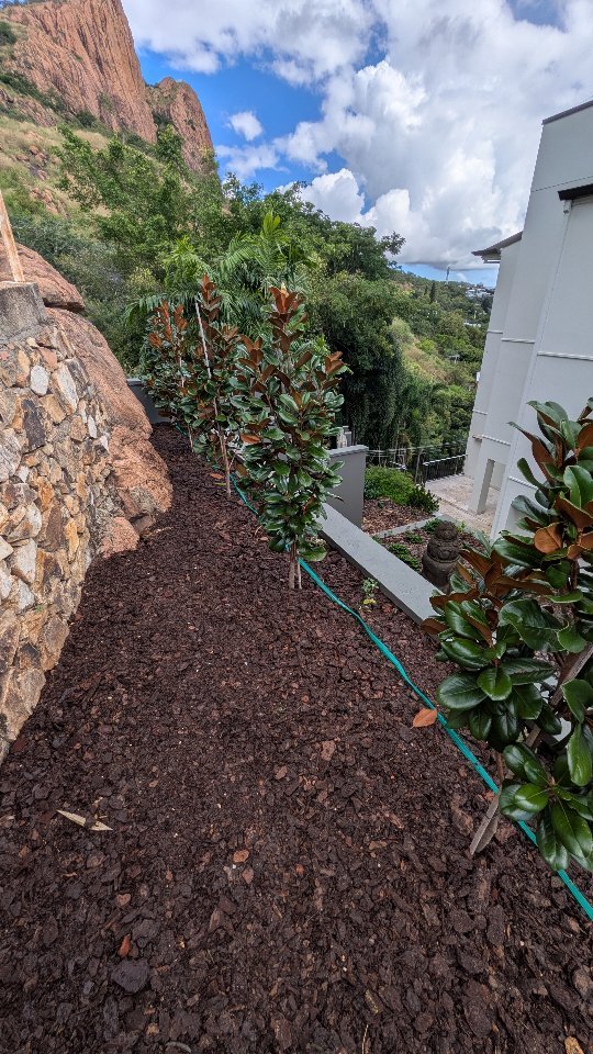 Having a great time refreshing these garden beds with the beautiful new additions, Teddy Bear Magnolia and vibrant Tricolour