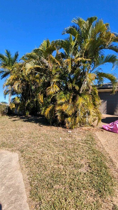 The transformation is so clean, it practically sparkles! Too bad my ute was packed tighter than a sardine can.
#garden #gardenservices #townsville