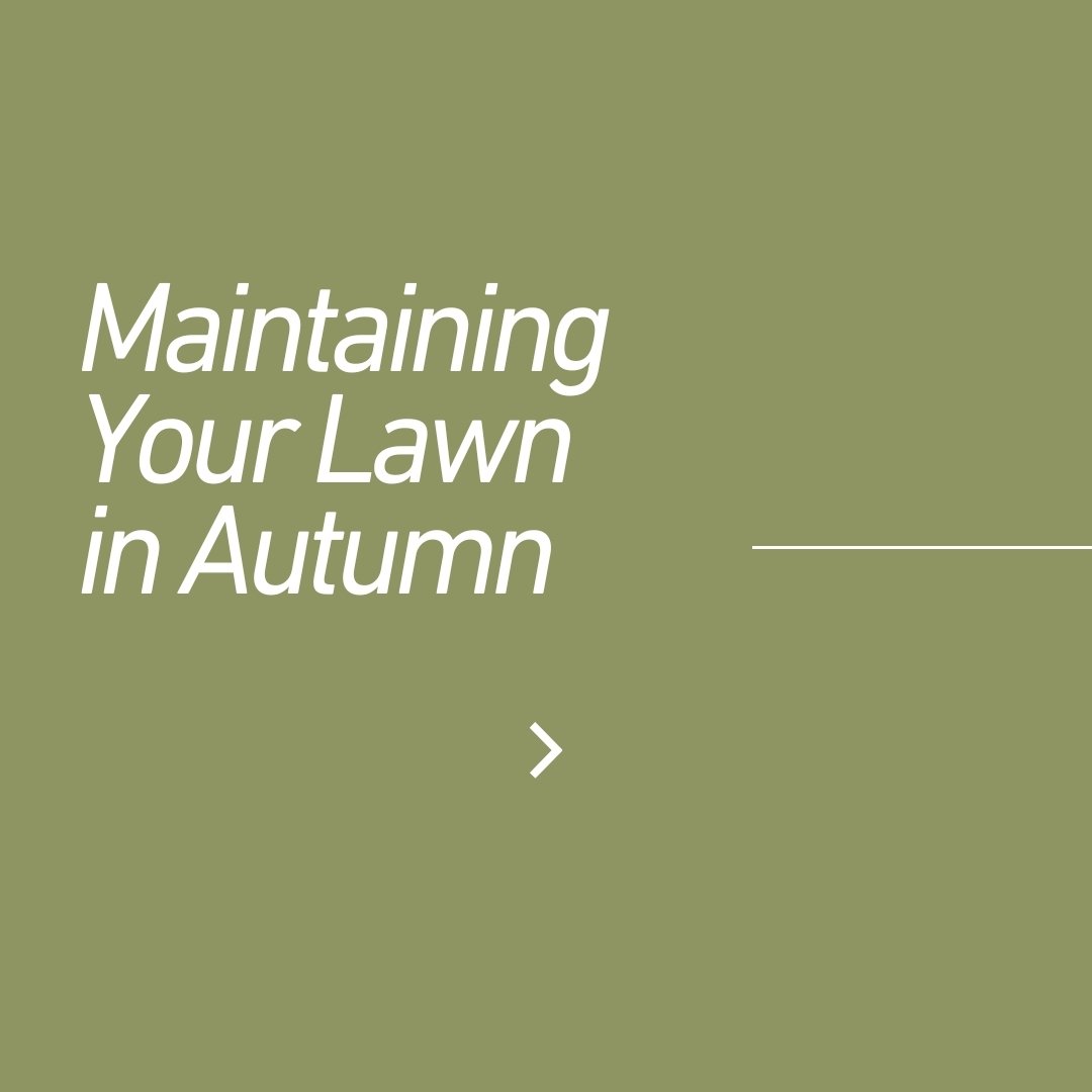 Autumn Lawn Care Tips:
Aerate Your Lawn: Relieve soil compaction and enhance oxygenation for better absorption.
Weed Control: Combat bindiis and clover with effective herbicides.
Turf Installation: Lay new turf early if needed, using nutrient-rich s