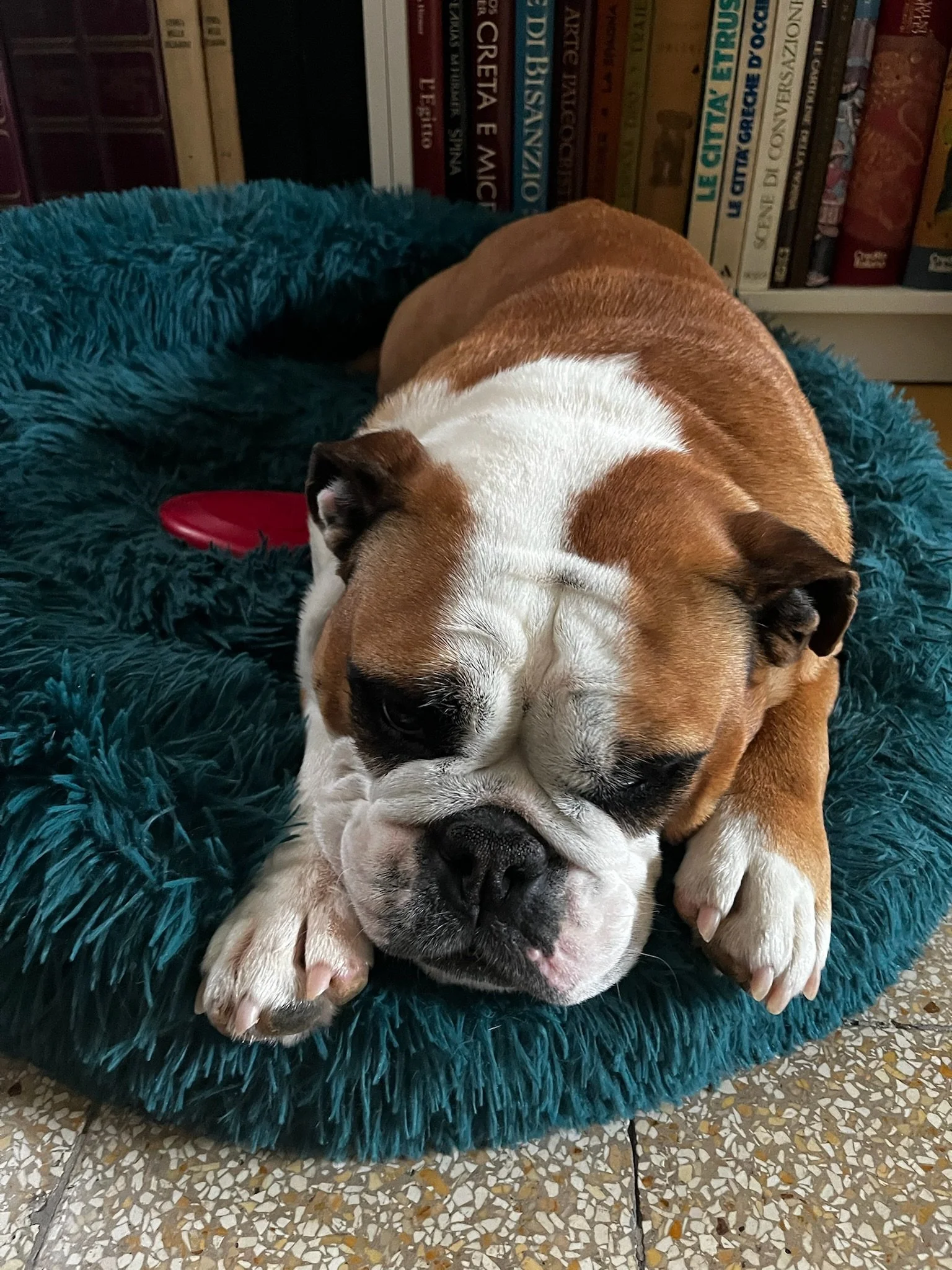 How to Prepare Your Dog for Their Stay Away from Home