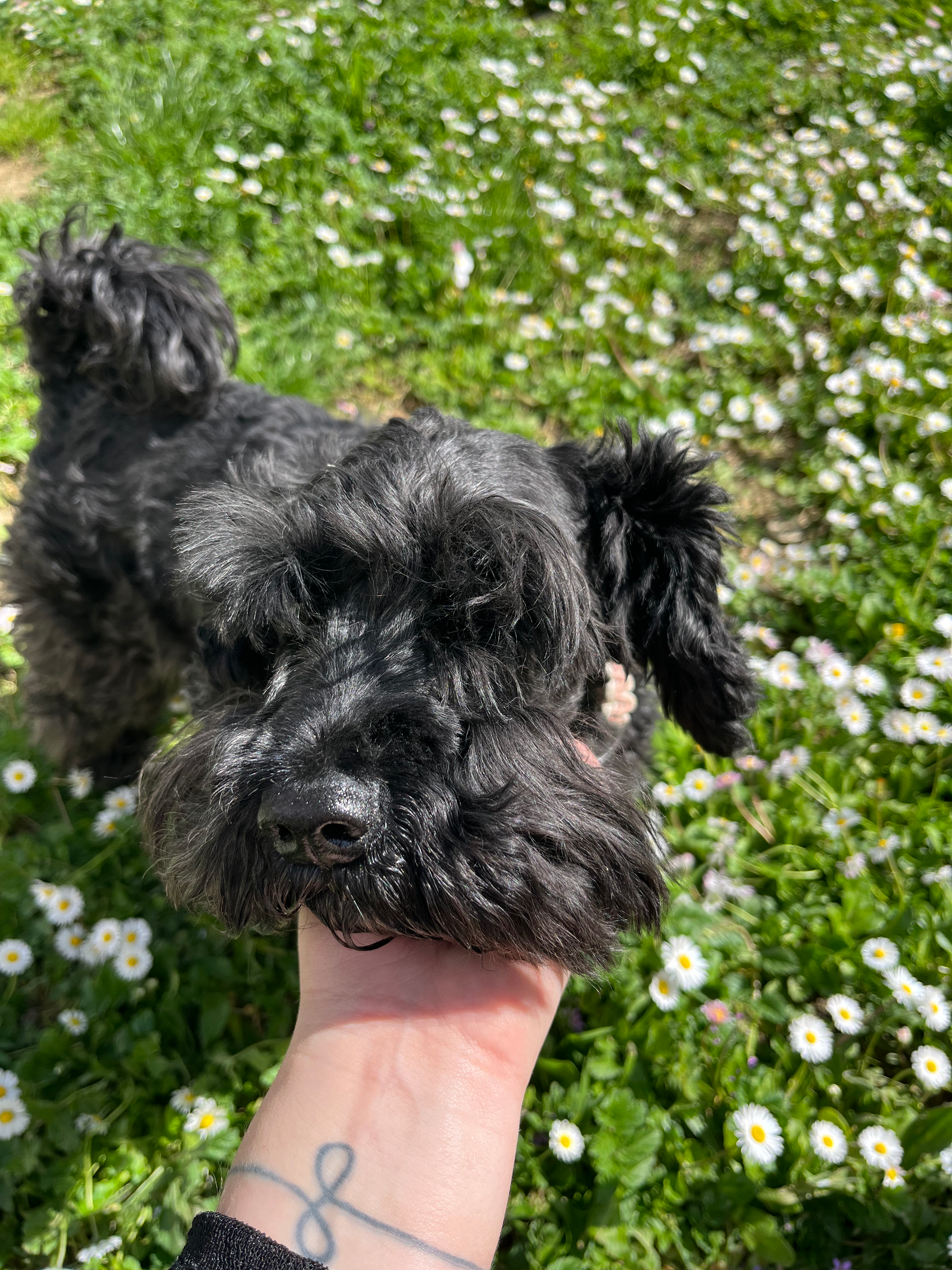 Cane nero con pelo soffice che viene accarezzato, circondato da erba verde e margherite bianche.