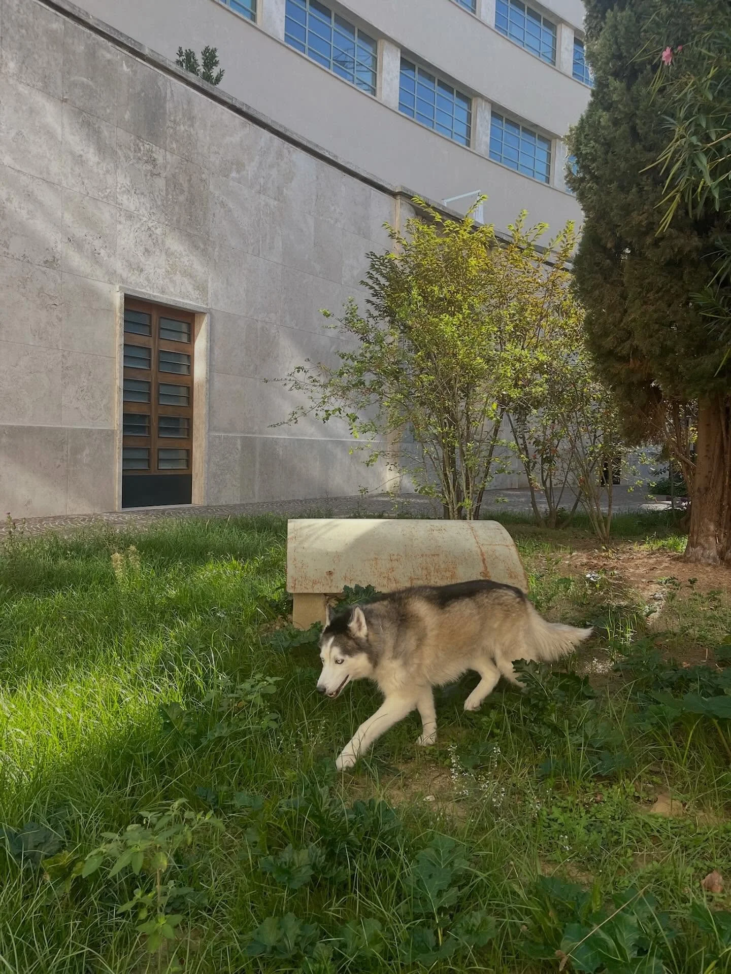 Attenti al lupo dentro la @manifatturatabacchifi