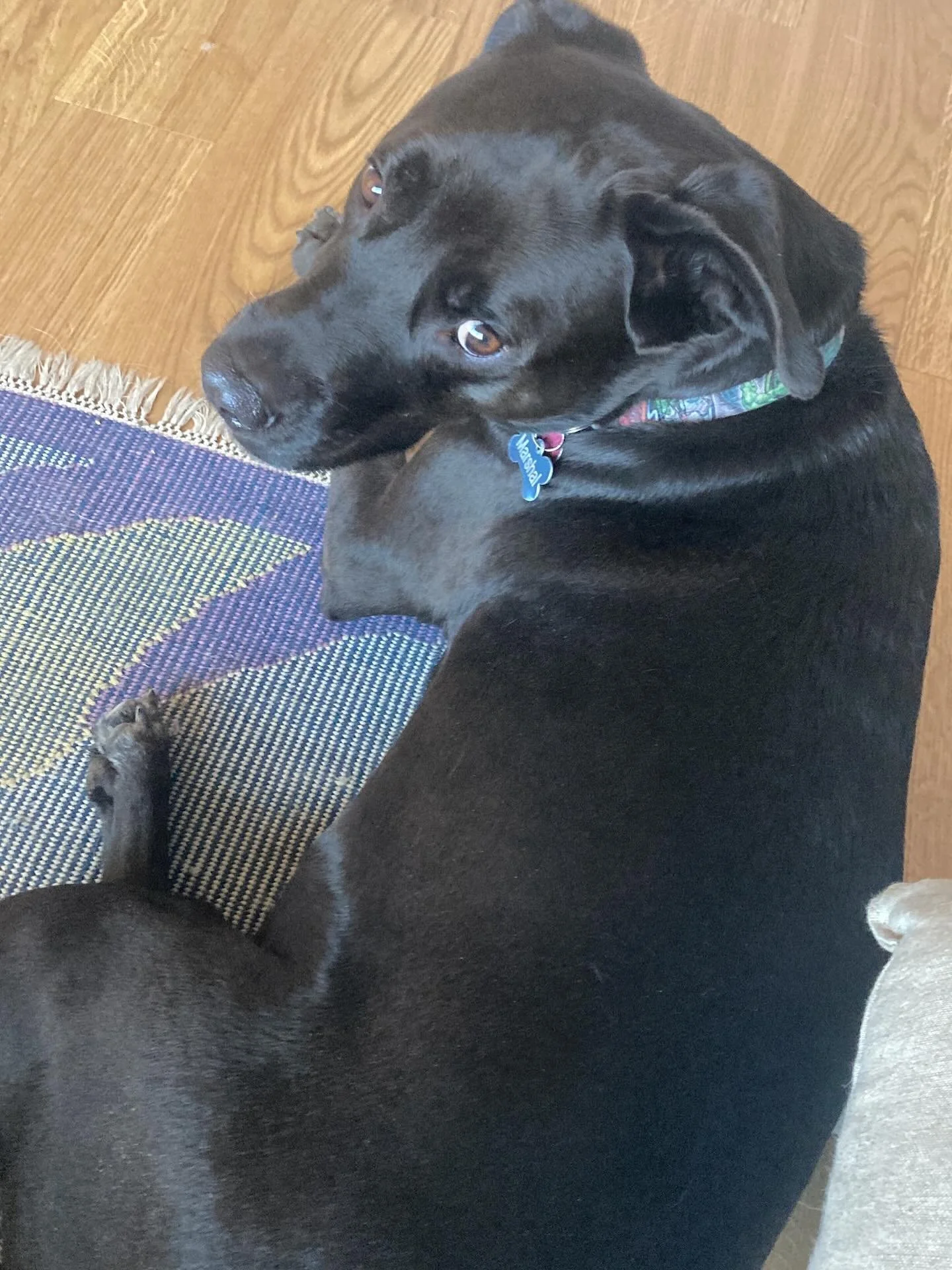 my two week guest, Marshal ❤️