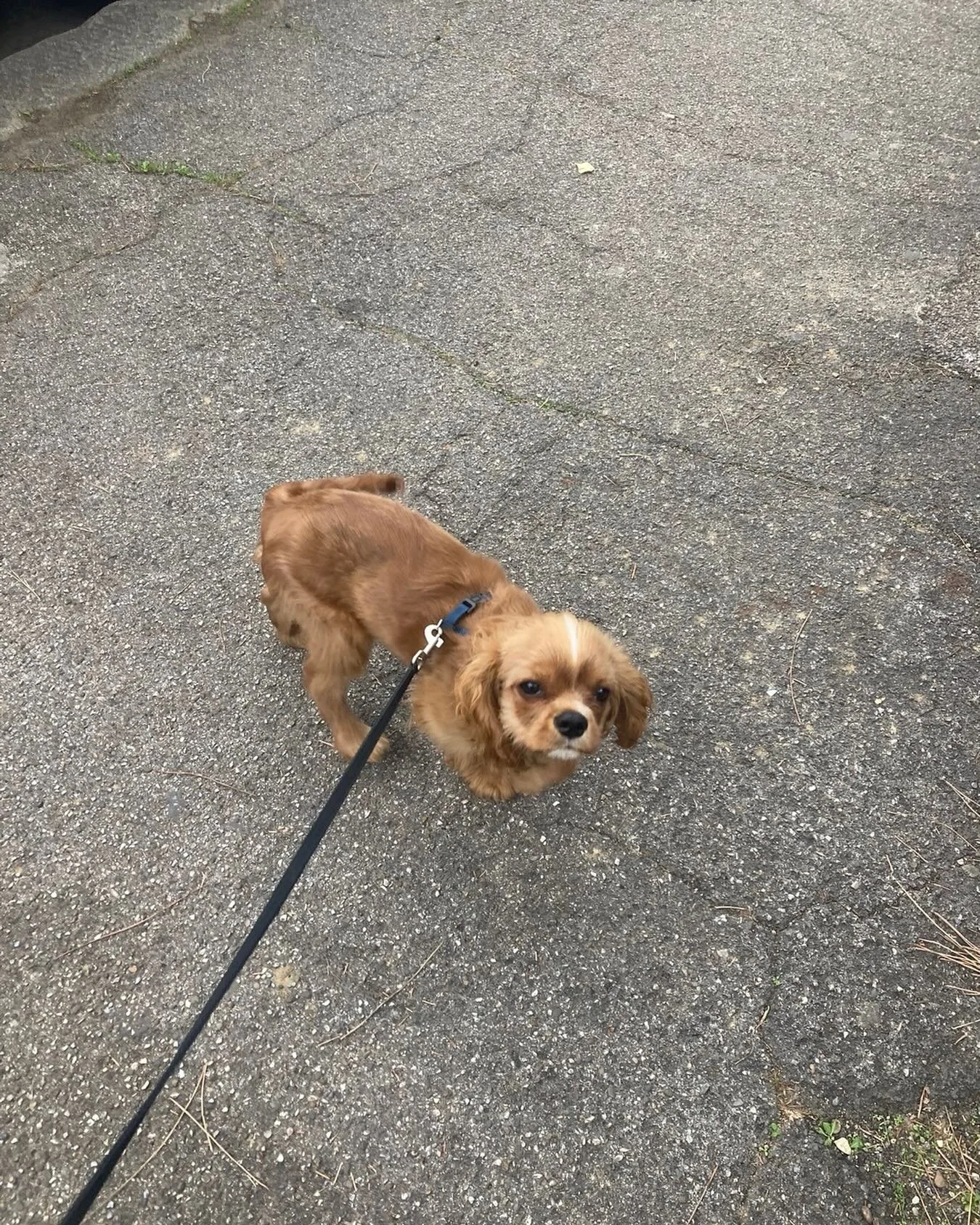 Mr. Ben never can sit still 😂