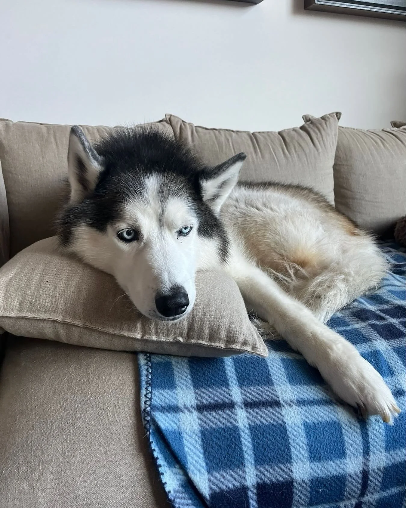 if divas were dogs, Zeke would be a star 🌟