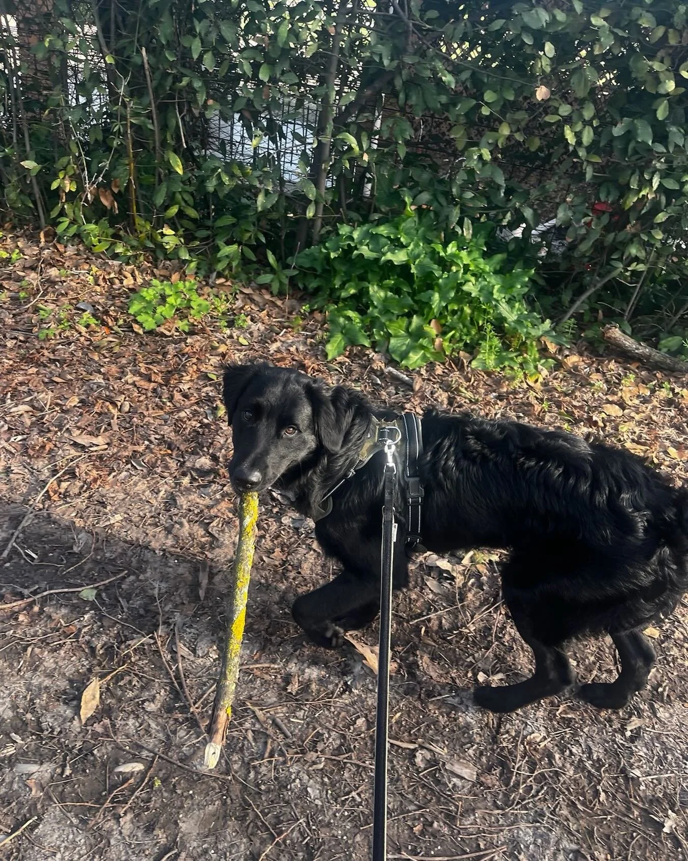 just a boy and his stick