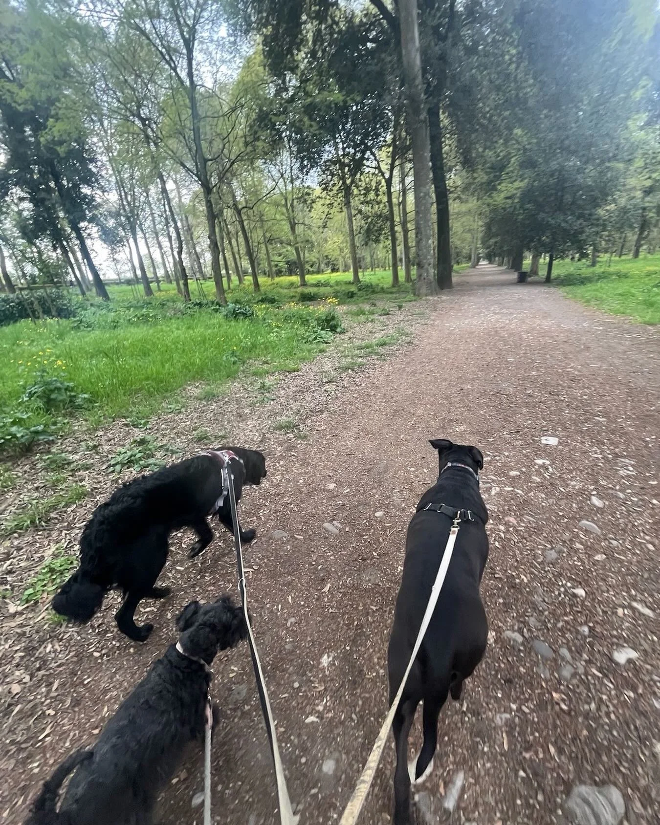 the three musketeers and I