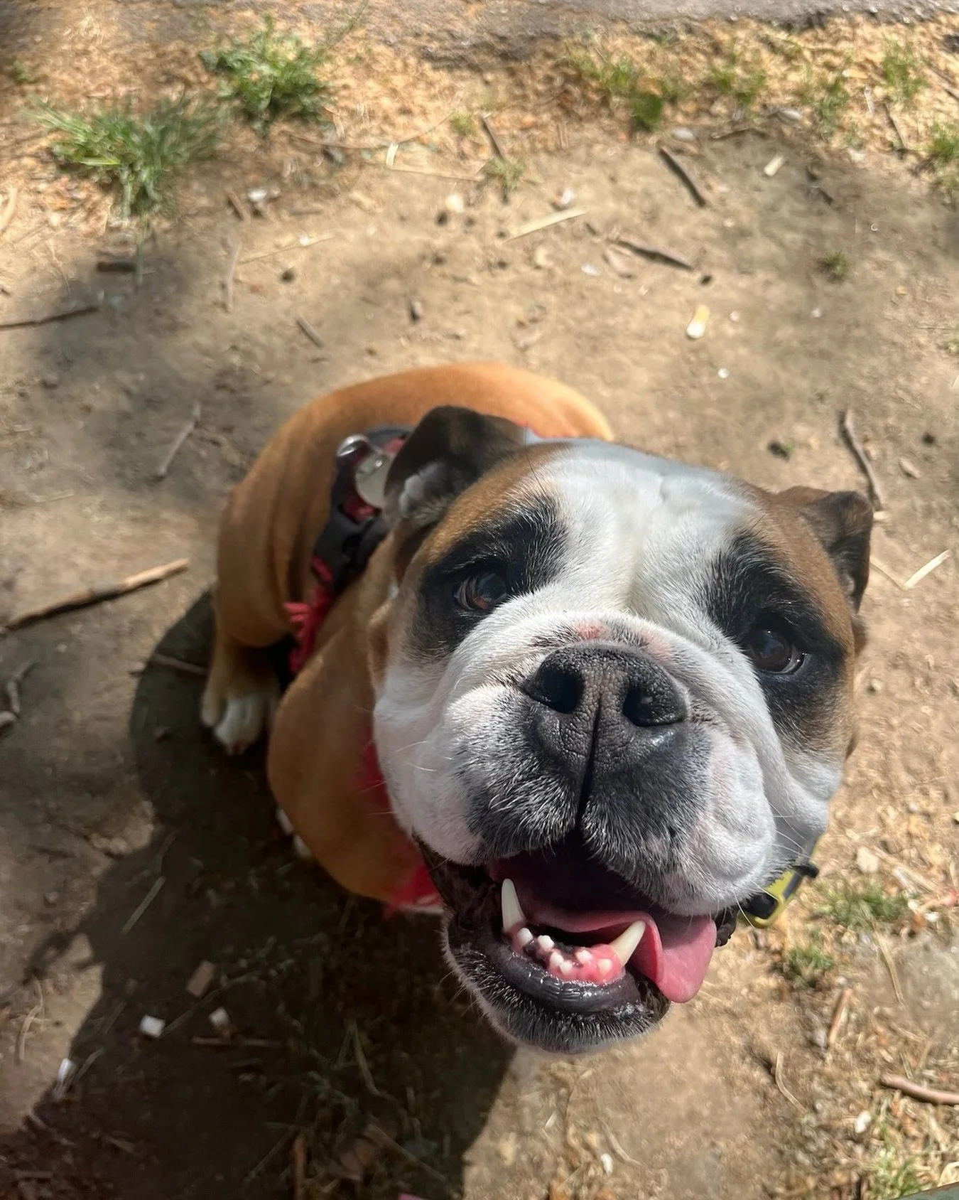 reunited with my Potti ❤️