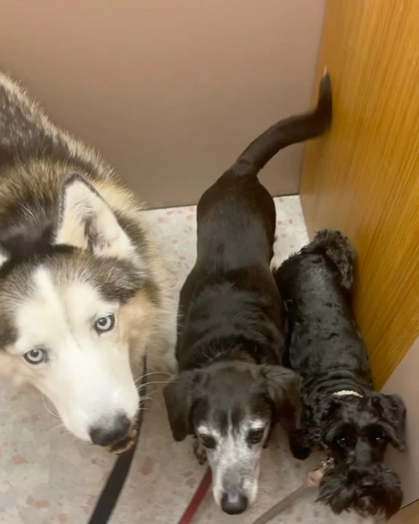 Zeke, Rocco &amp; Cosima