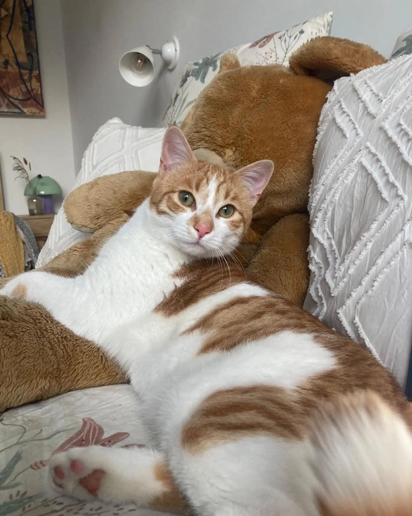 Murphy, our new house guest