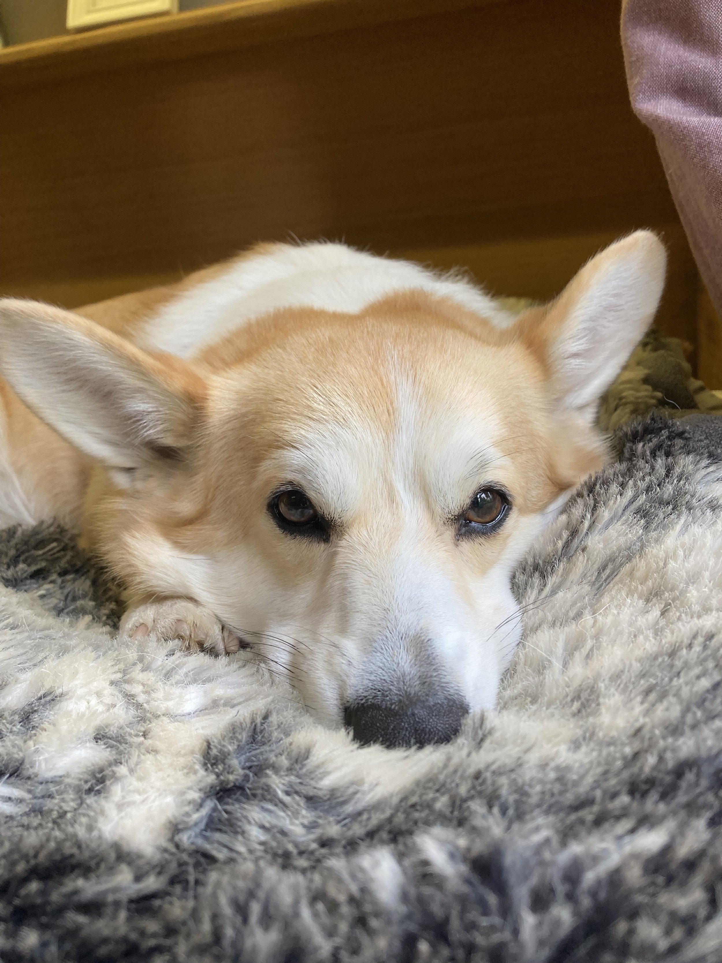 Corgi dog lying on a fluffy gray blanket, looking directly at the camera with its head rested on the blanket.