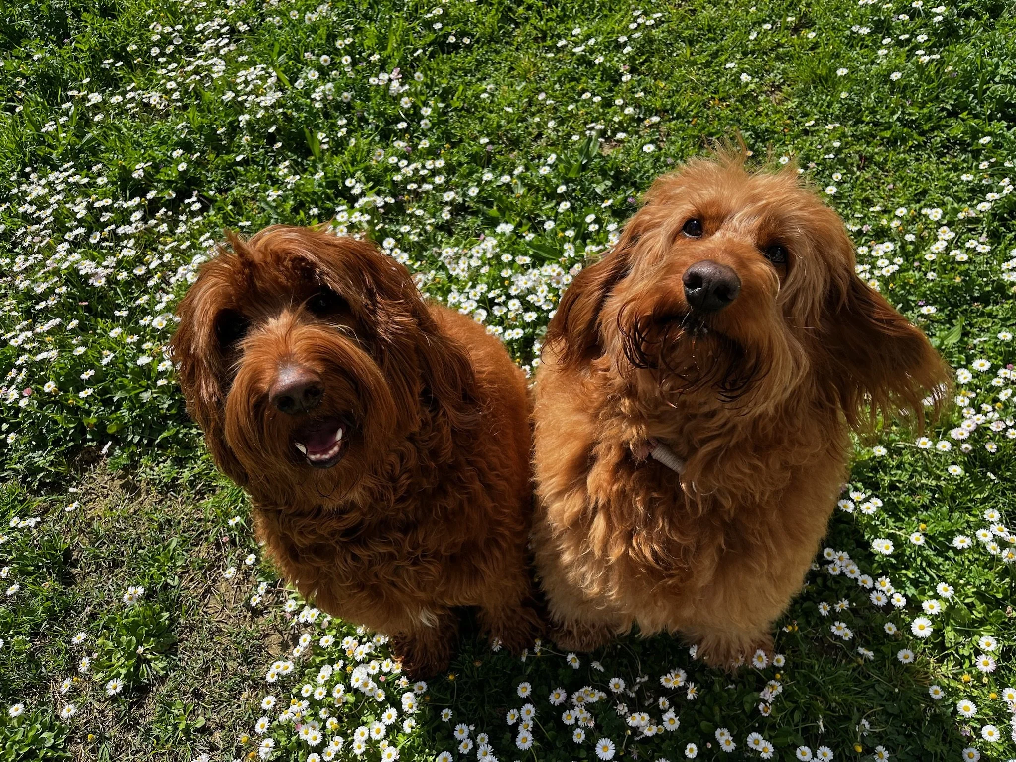 Two curly-haired dogs, one with a smile and the other with a curious expression, sitting in a field of small white daisies on a sunny day.