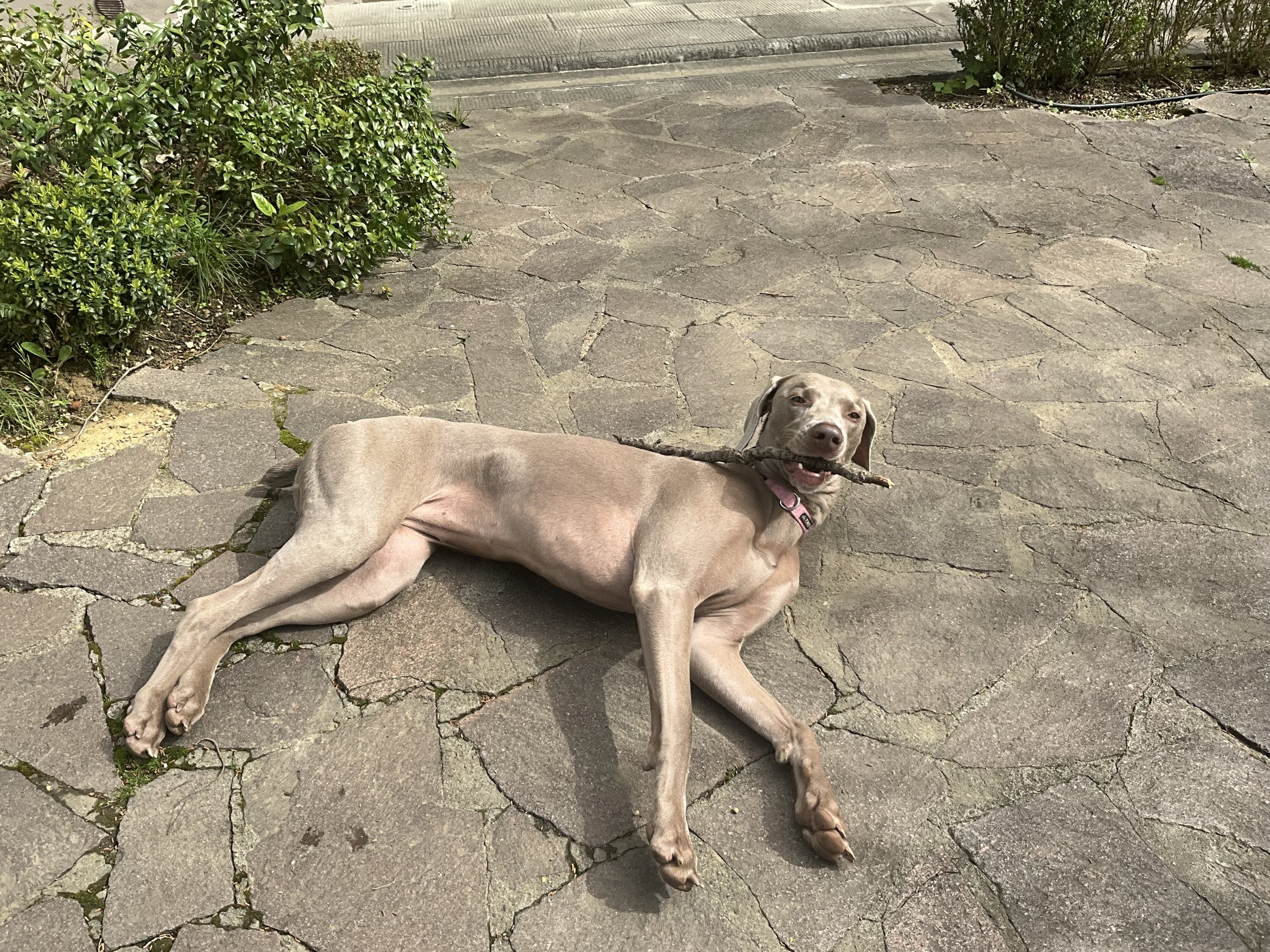 A gray dog lying on a stone patio with a stick in its mouth, next to some bushes.