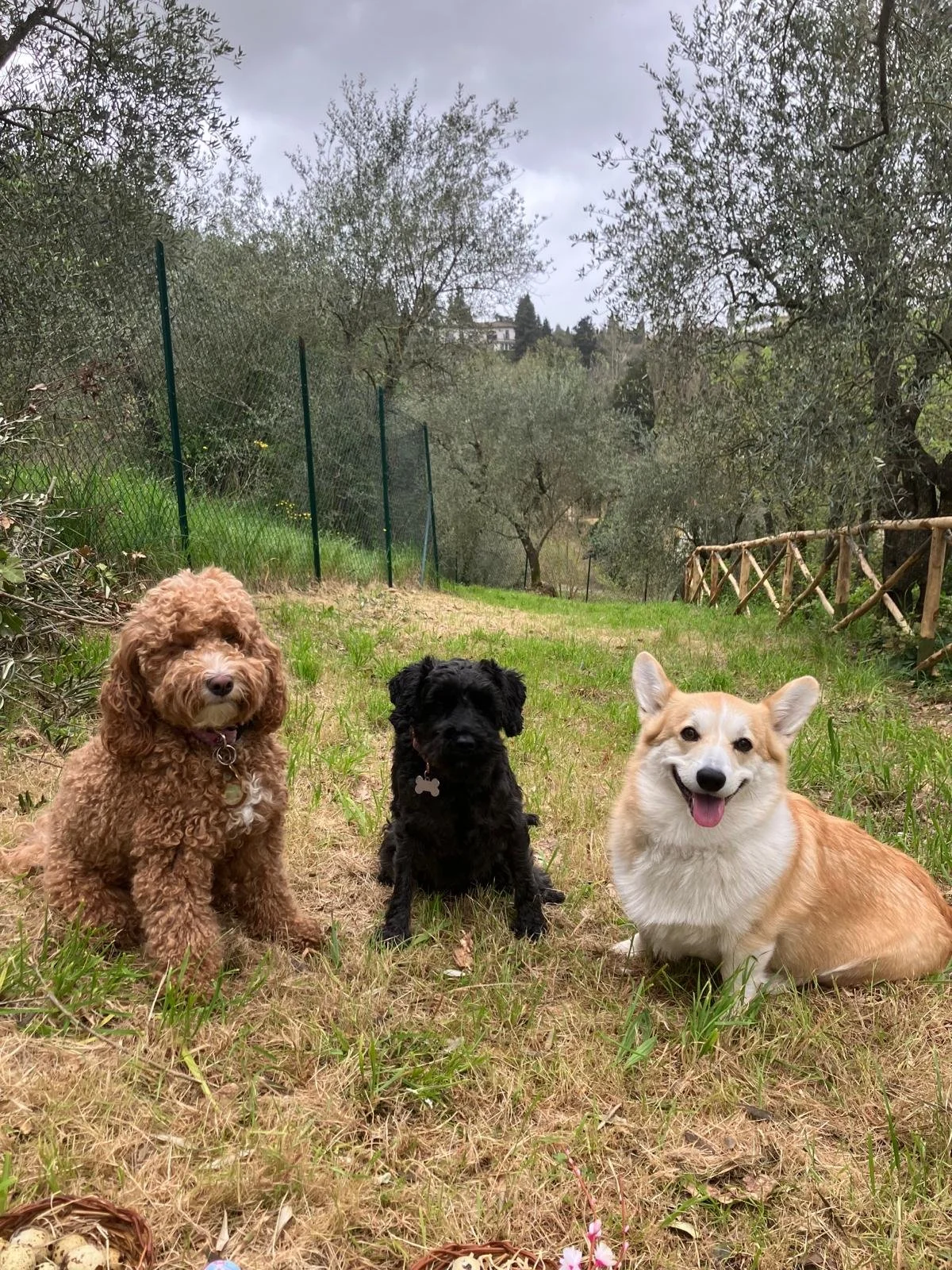 Three dogs sitting on a grassy path in a wooded area, with trees and a fence in the background.