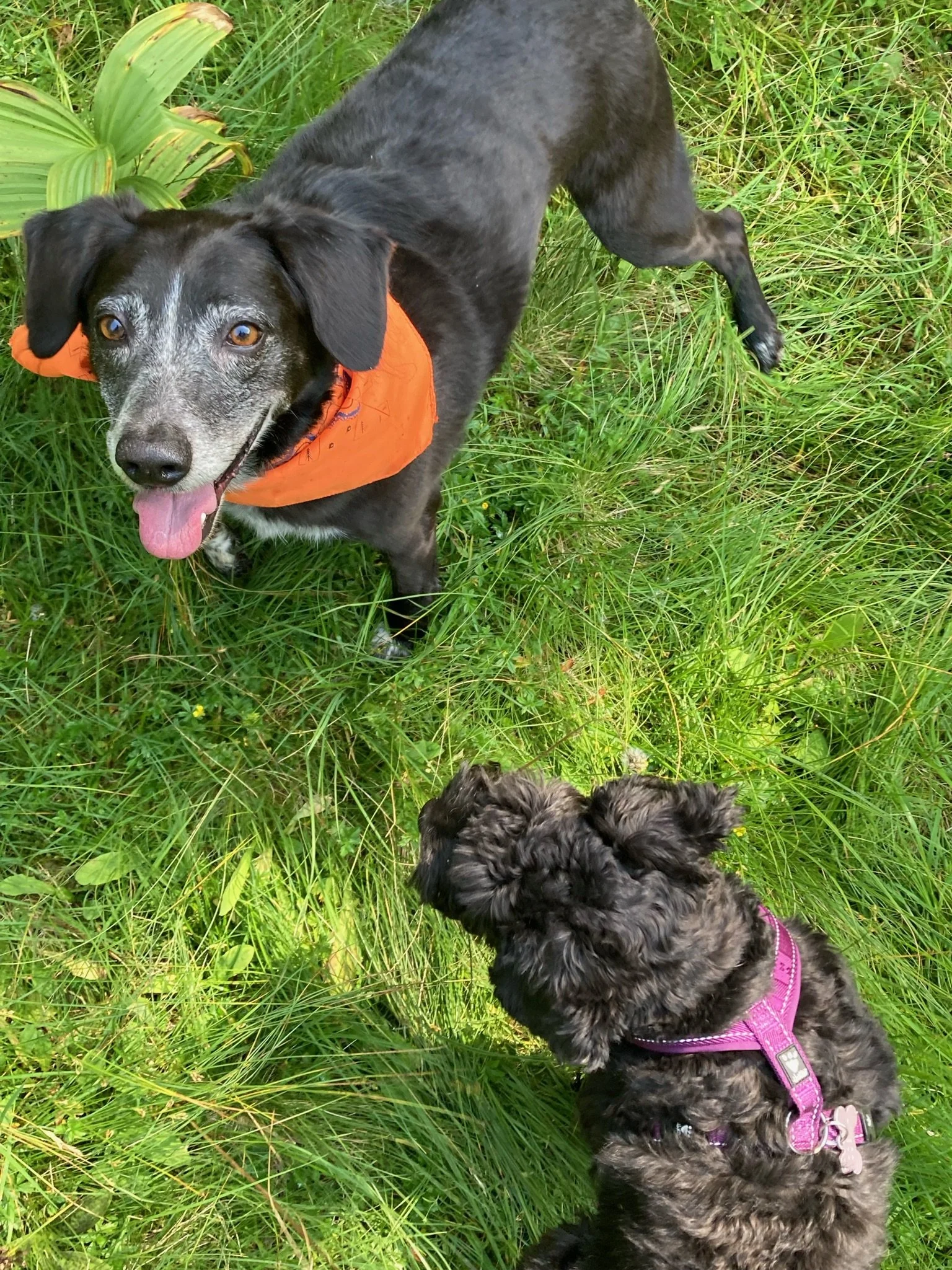 Flea and Tick Prevention in Tuscany