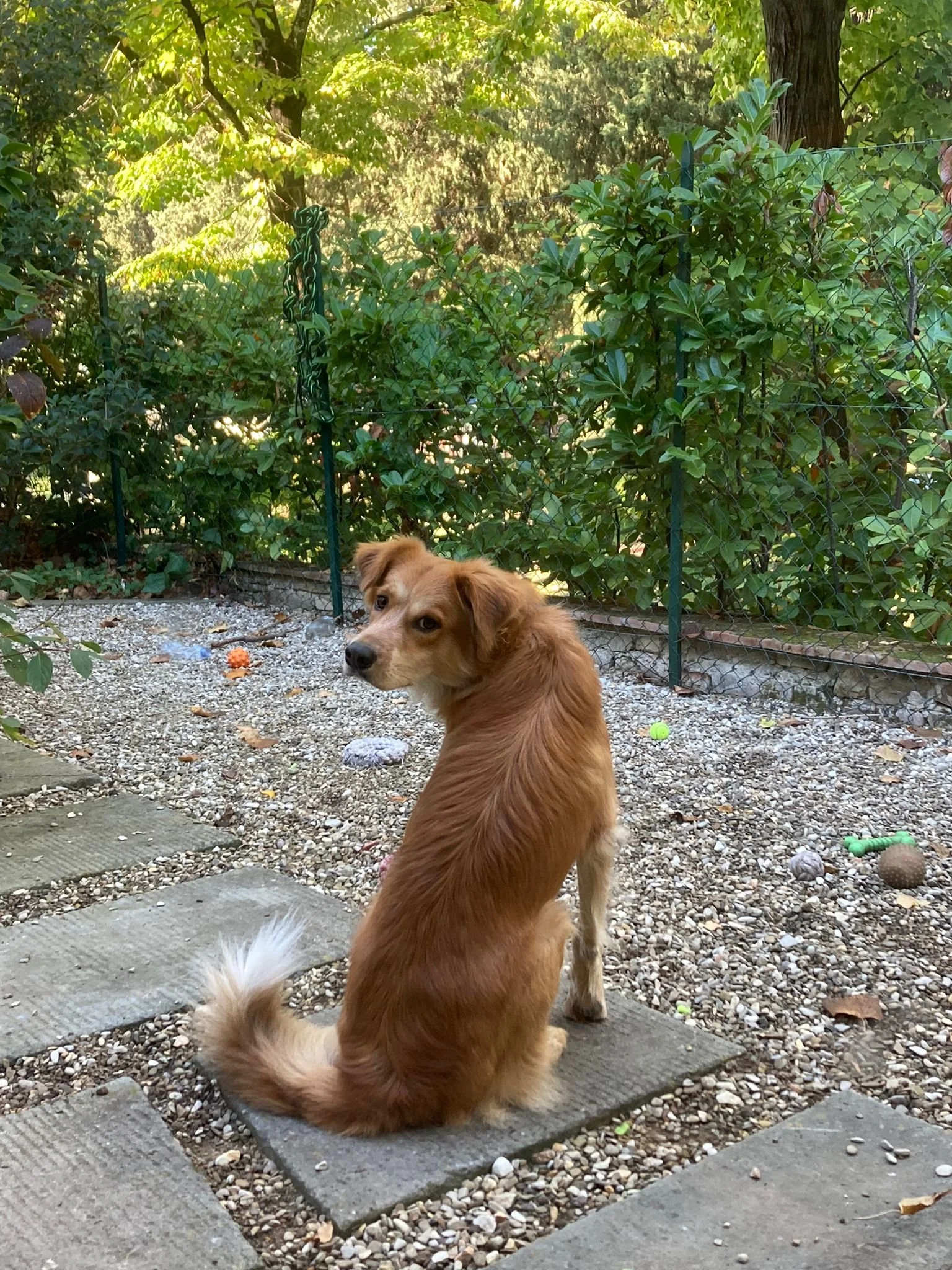 A young brown dog with floppy ears and a fluffy tail sitting on a concrete stepping stone in a fenced backyard, looking back towards the camera. The yard has gravel ground, green bushes, and tall trees in the background.