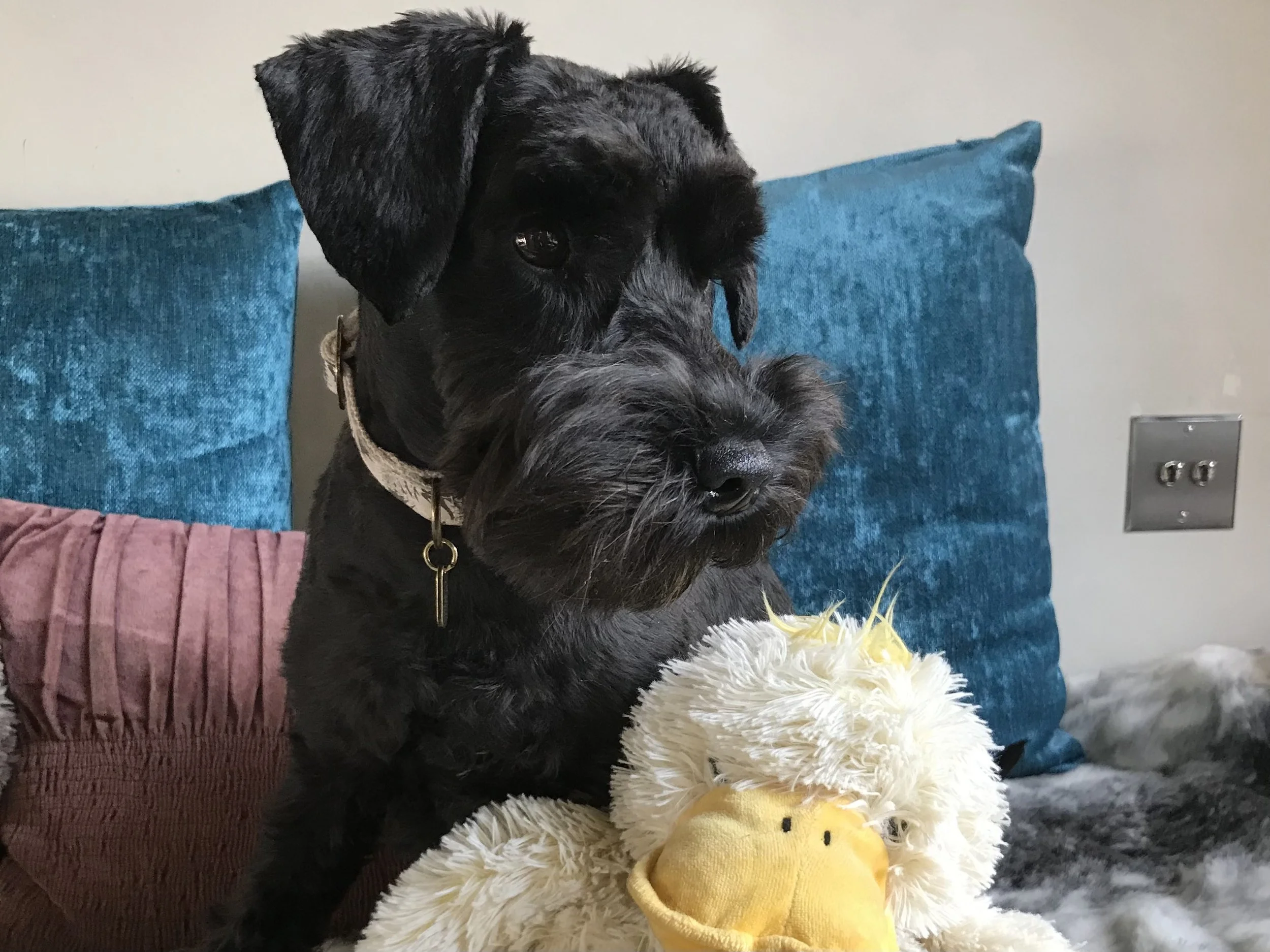 A black dog sitting on a bed next to a plush duck toy with a yellow beak. The dog has a collar and is looking slightly to the side. There are blue pillows behind the dog and a pink pillow in front. An electrical outlet is visible on the wall.