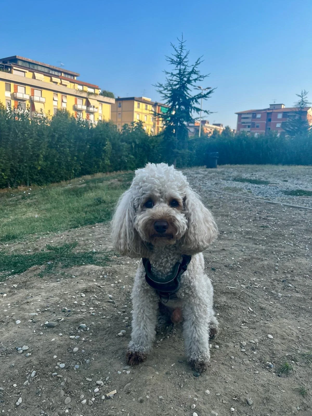 Crocchè