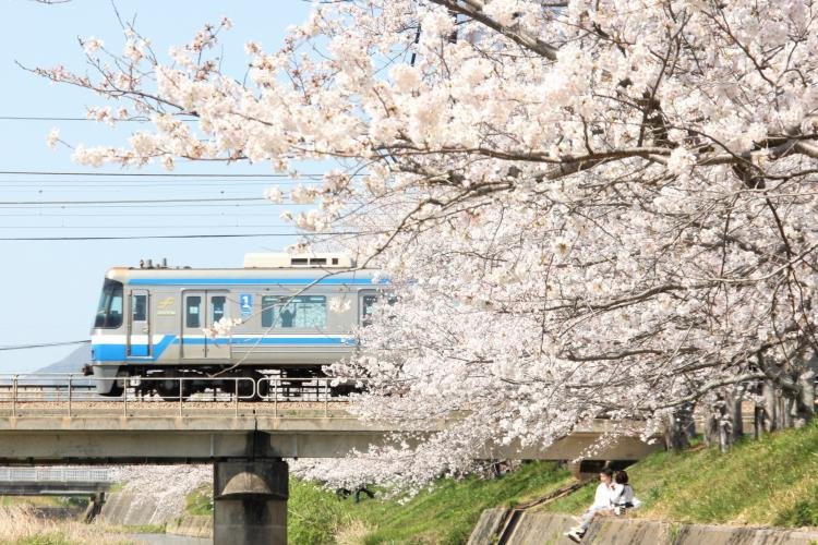 2025 Fukuoka Cherry Blossom Viewing Map