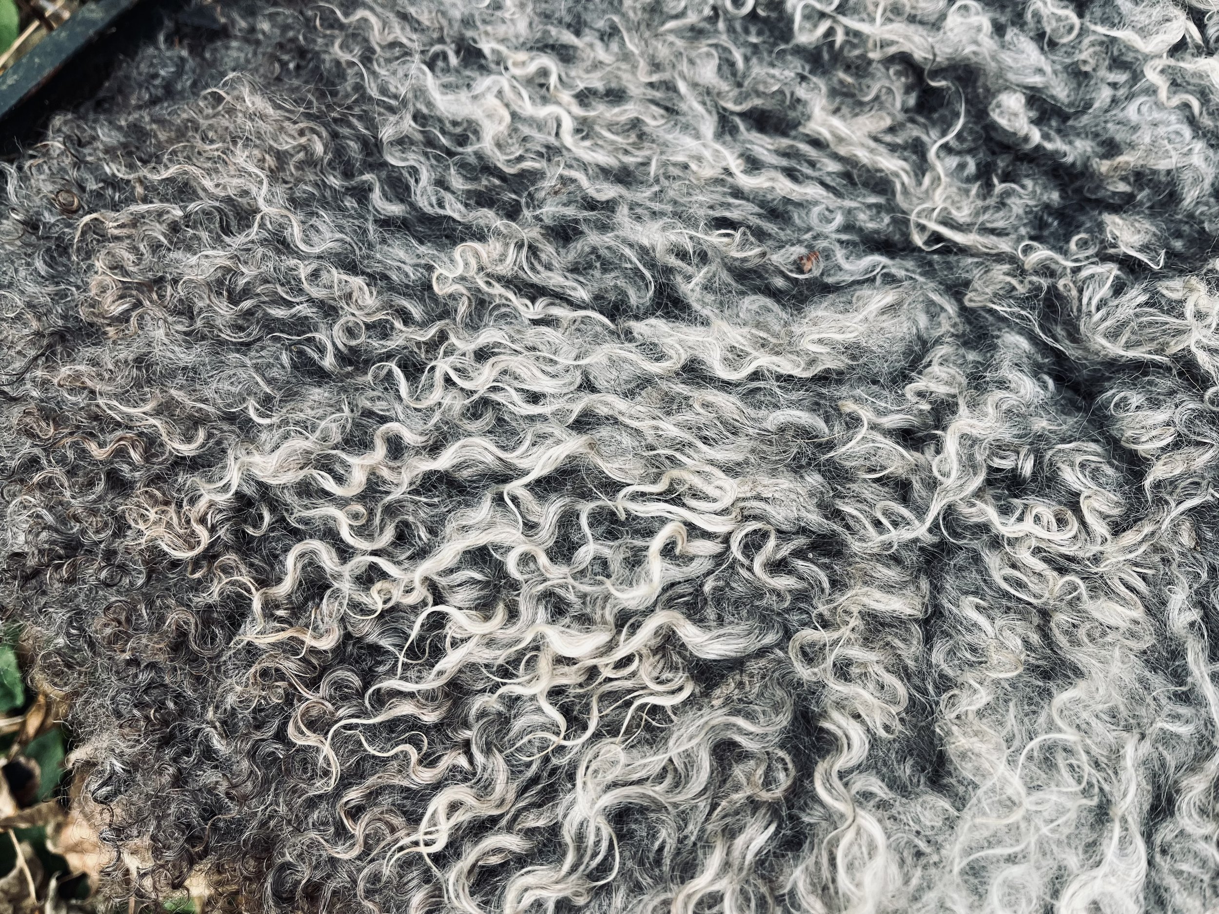 IMG_3819.jpeg