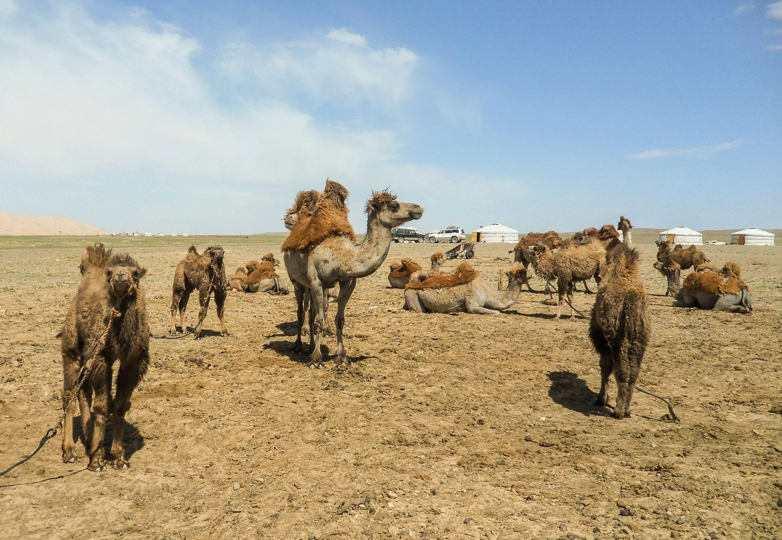 Mongolia 4.jpg