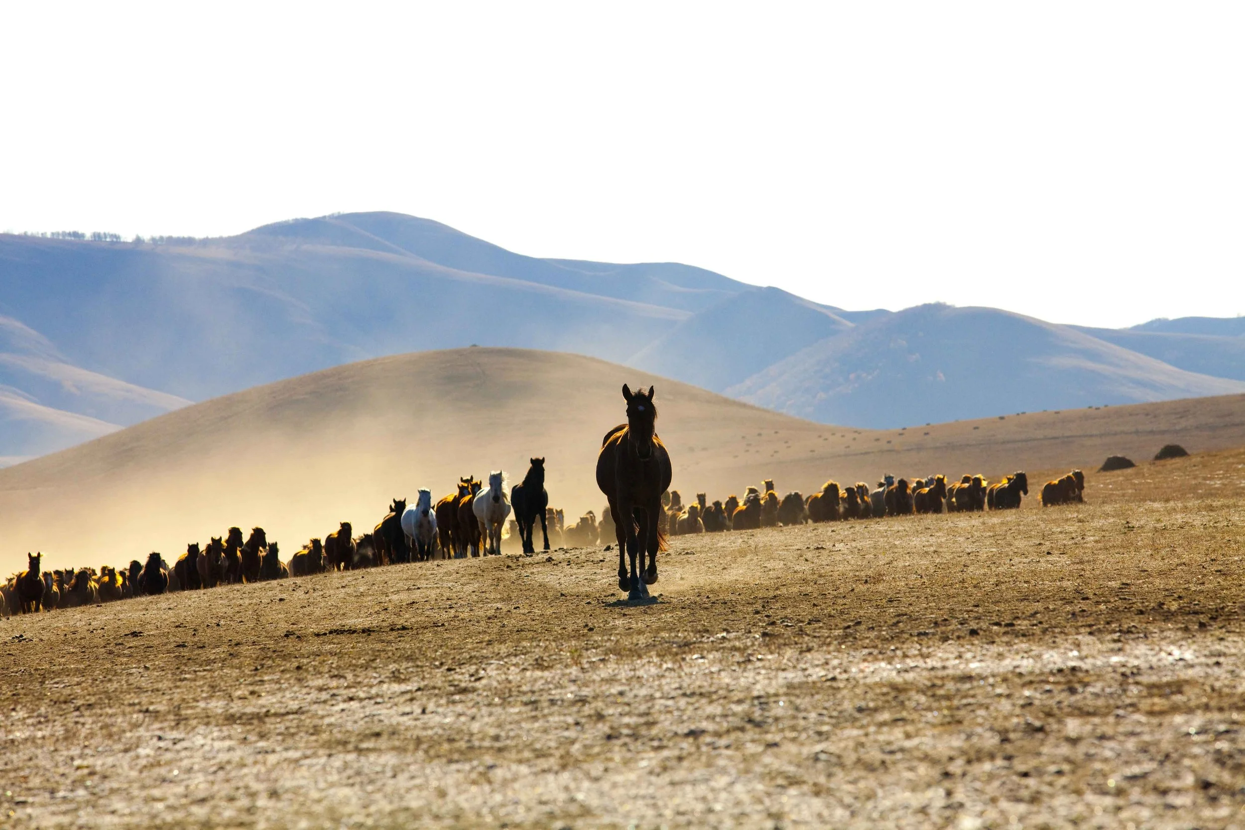 Mongolia 9.jpg