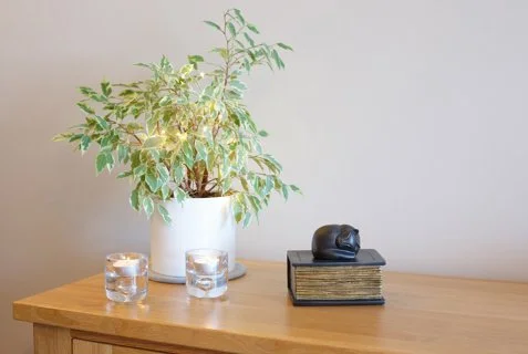 Cat sleeping on book