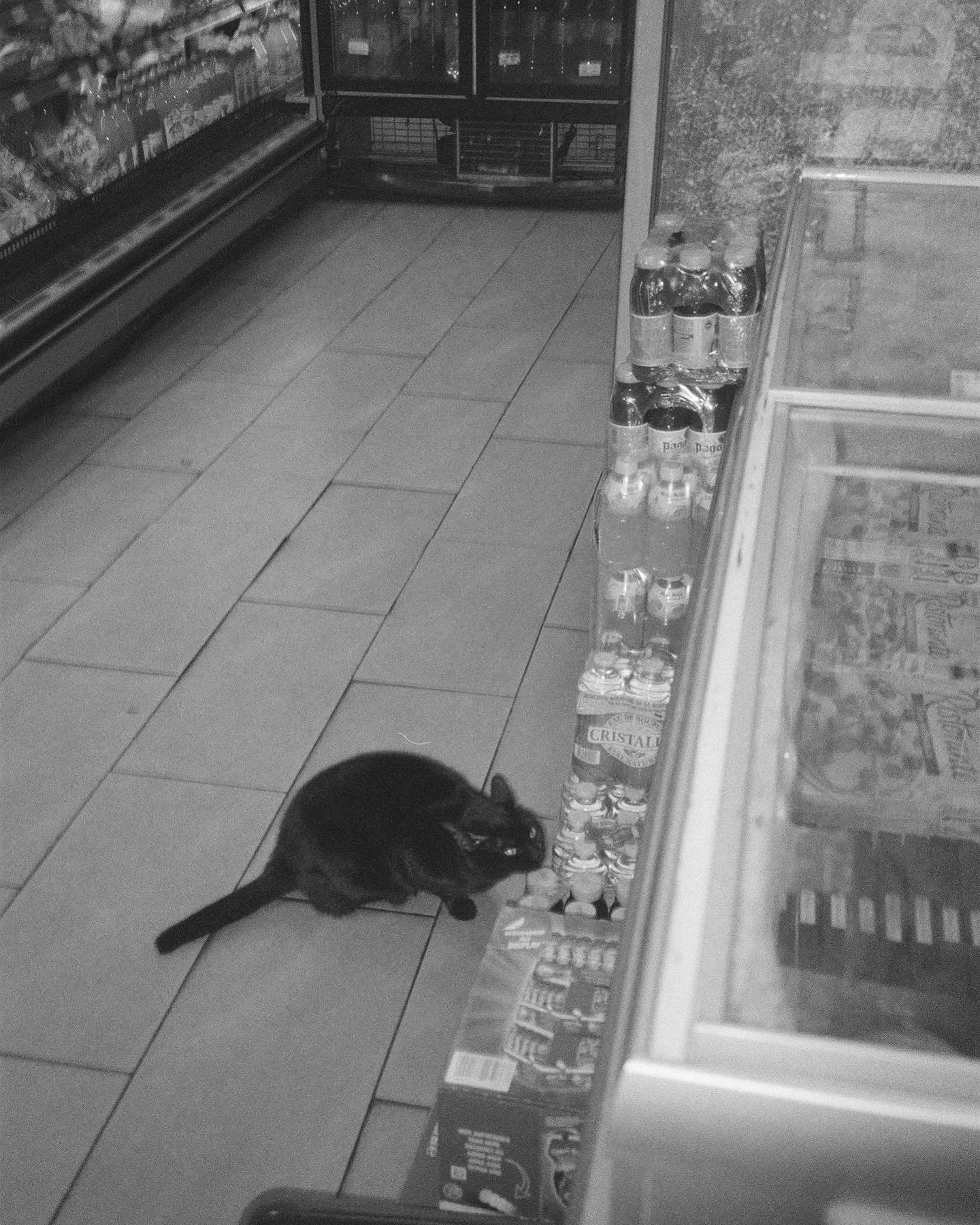 🛒🐈&zwj;⬛🖤✉️