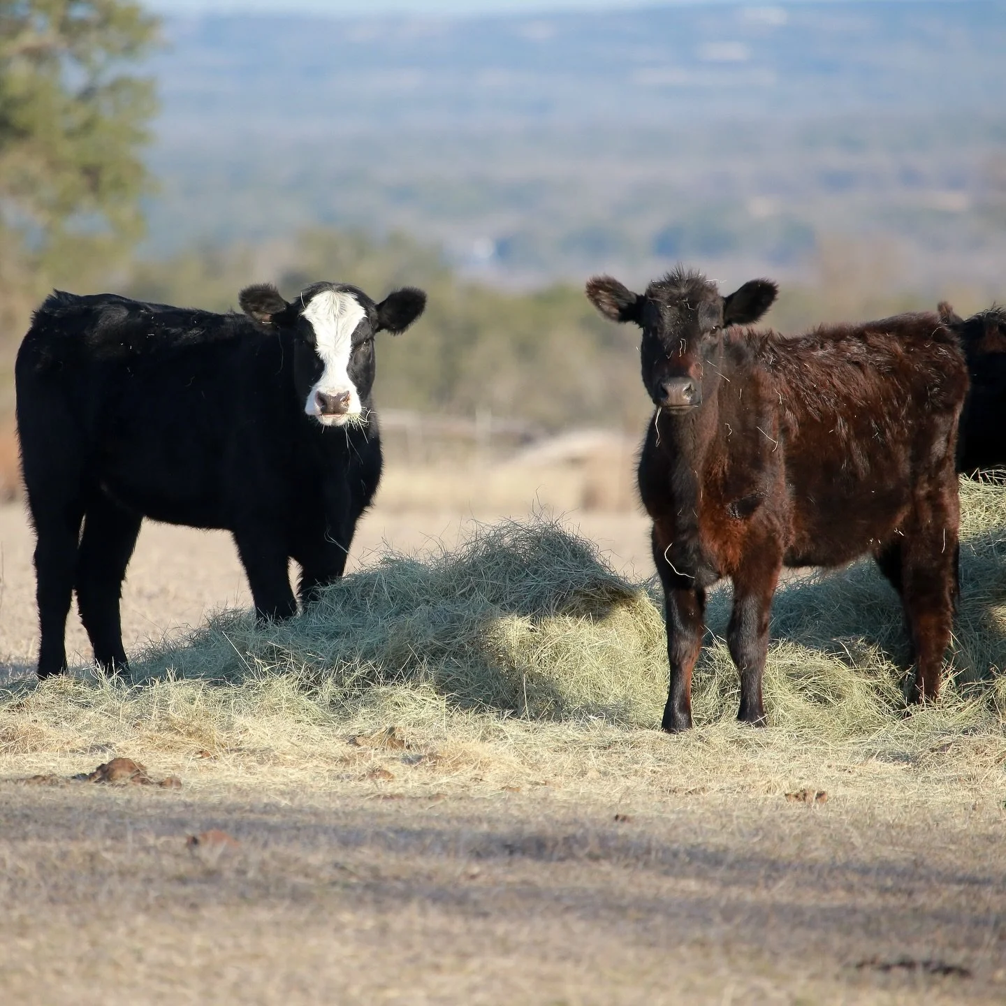 Our four legged neighbors on the other side of the fence are saying hello :)
.
.
.
.
.
.
#visittexas #fredericksburgtexas #themartinsburg #texasretreat #hillcountryretreat #getaway #boutiquehotel #relax #restore #reconnect #stonewalltexas #texashillc