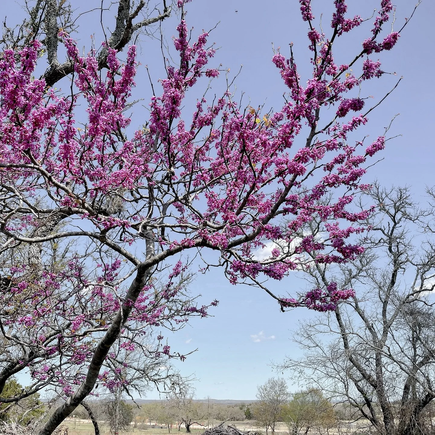Beautiful Eastern Redbud on site this past spring. Did you know birds like to eat its seeds in the winter?
.
.
.
.
.
.
#easternredbud #redbud #texashillcounty #texasredbudtree #texasflora #texashillcountrylife #birdsanctuary #retreat #naturephotograp