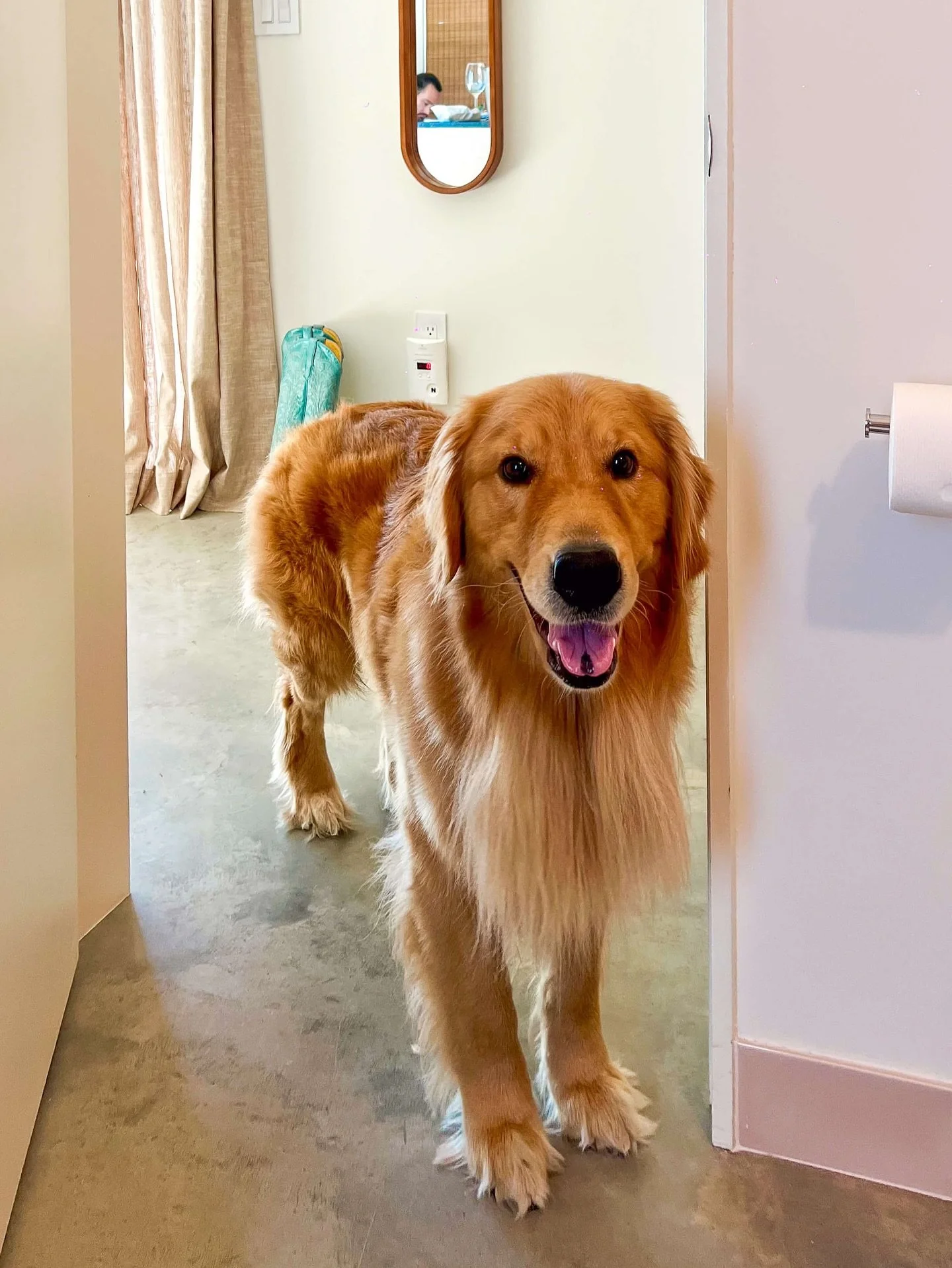 Because some travel companions never let you out of sight - even on getaway mornings at The Martinsburg. 😊🐶

#slowmornings #cozyretreat #morninglight #travelwithdogs #petfriendlystay #texashillcountry #hillcountryretreat #fredericksburgtx #stonewal