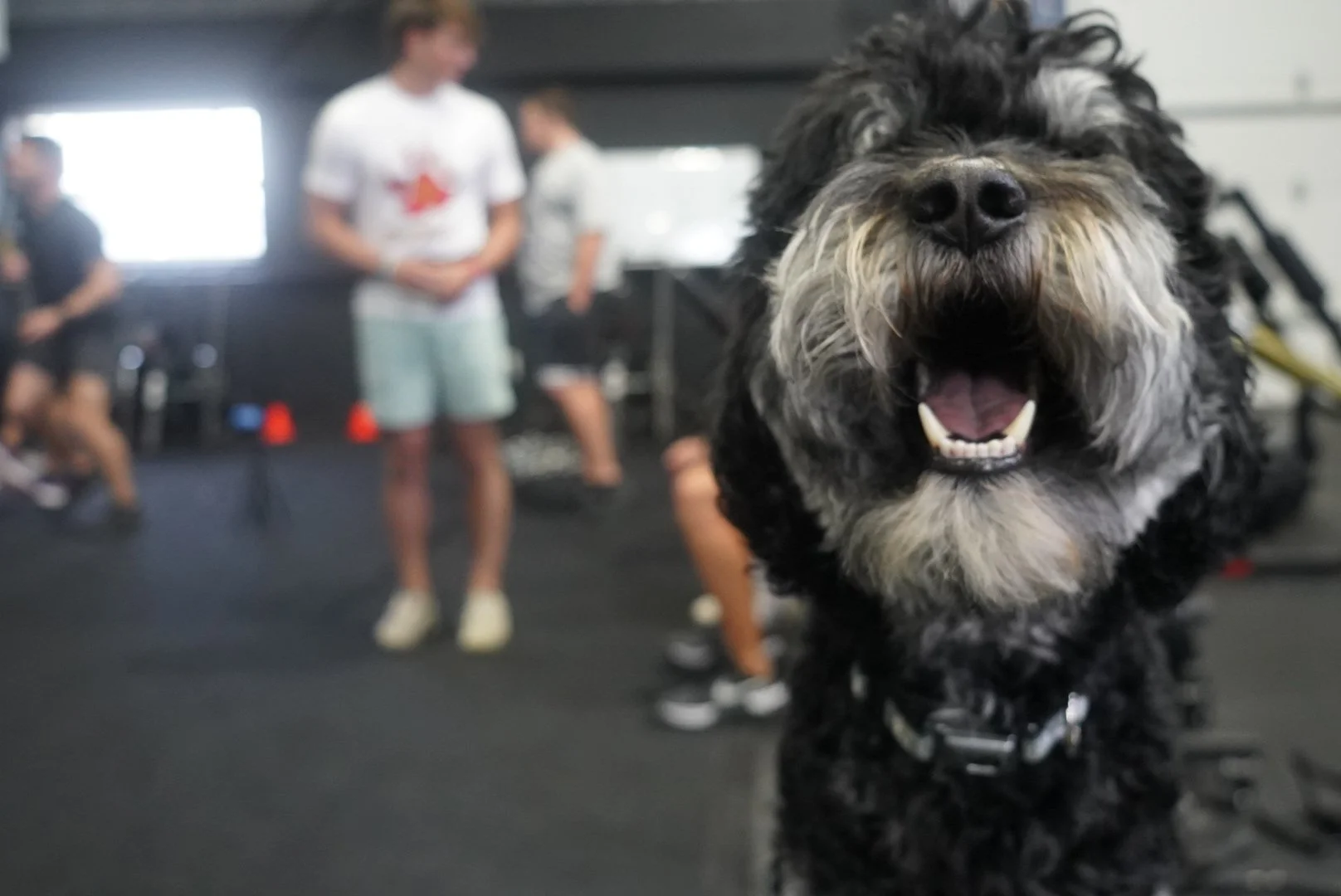 Shipwreck the Mascot