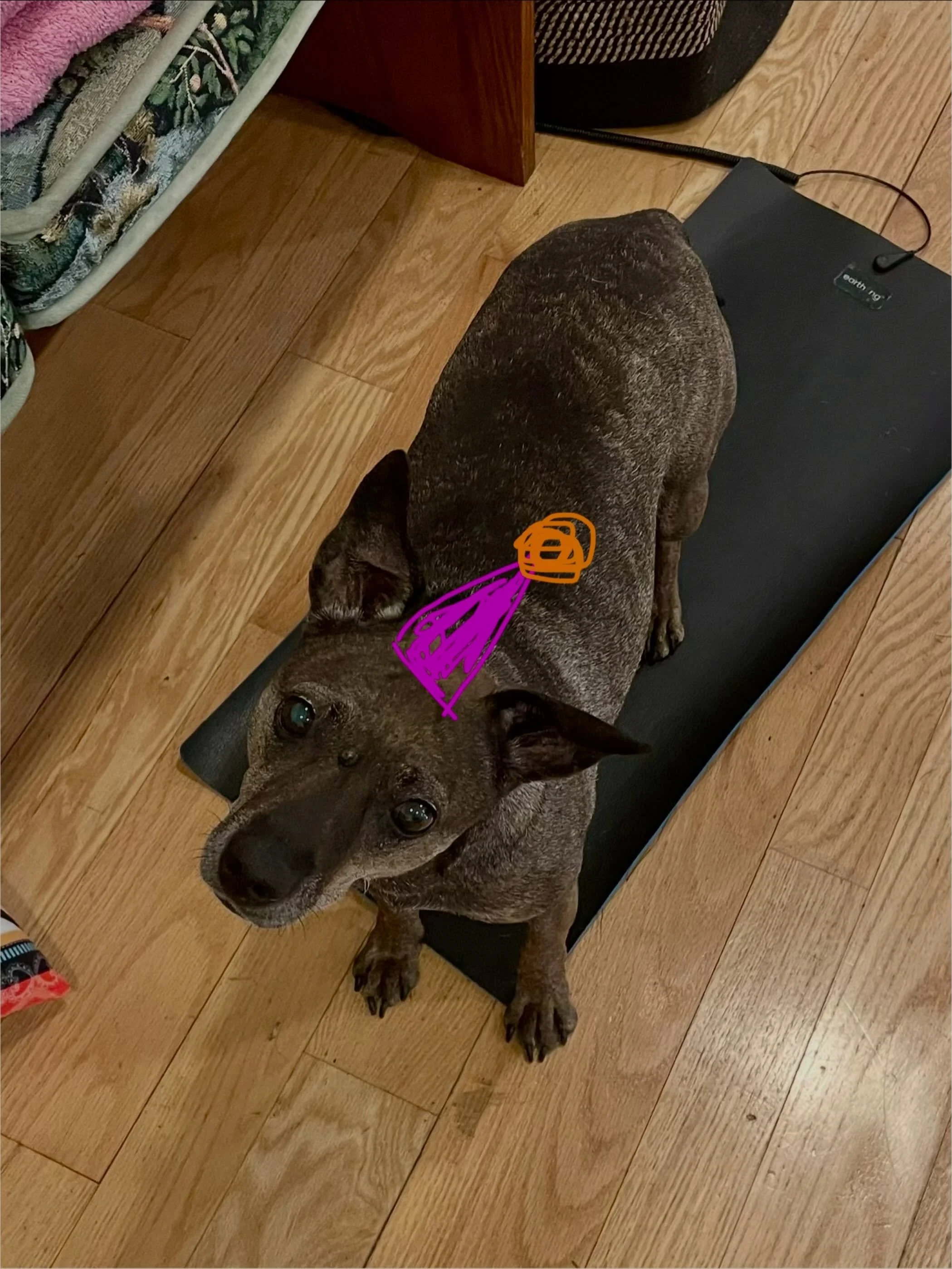 Everyone wish Pinto Bean a happy 12th birthday today!!