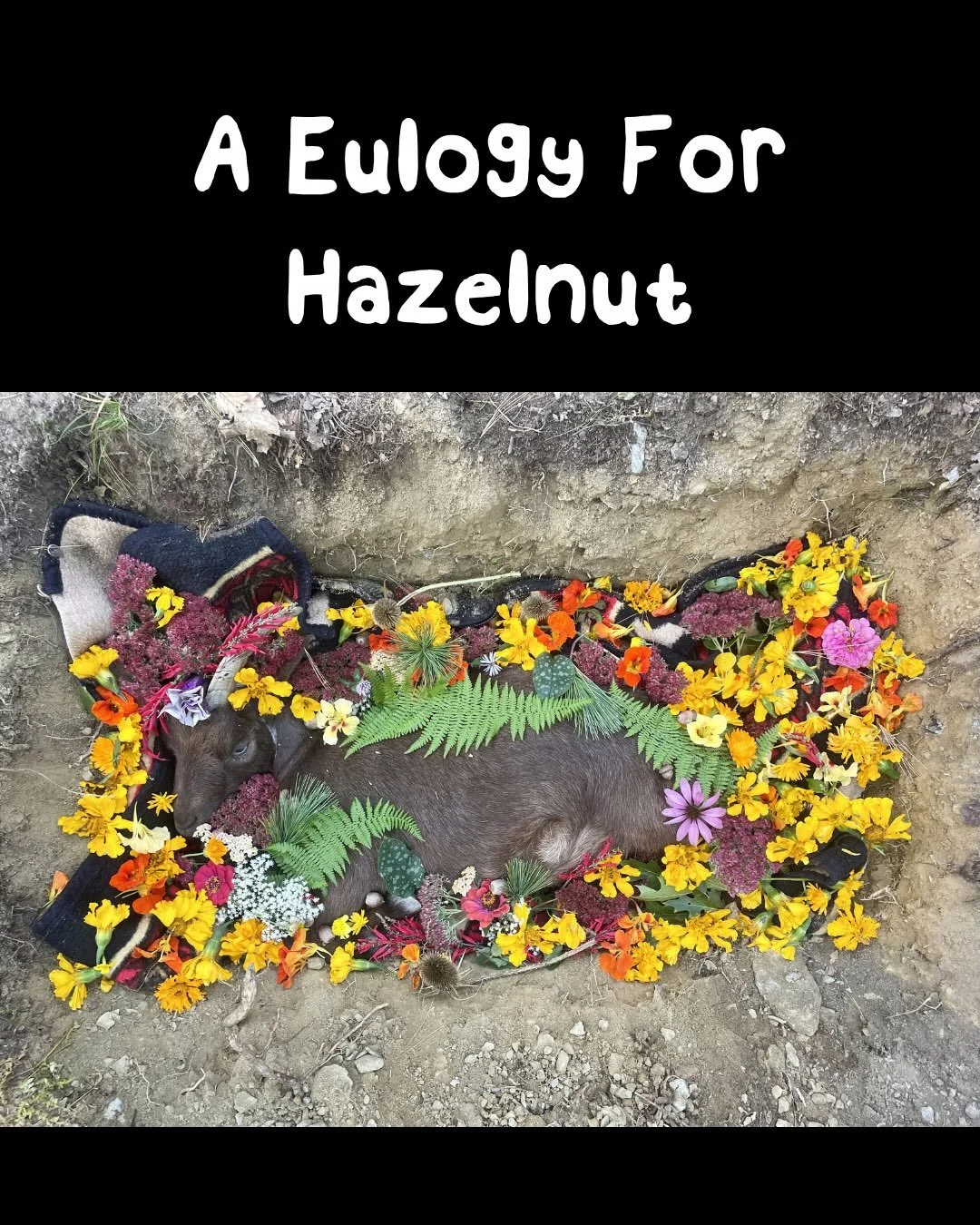 A Eulogy For Hazelnut