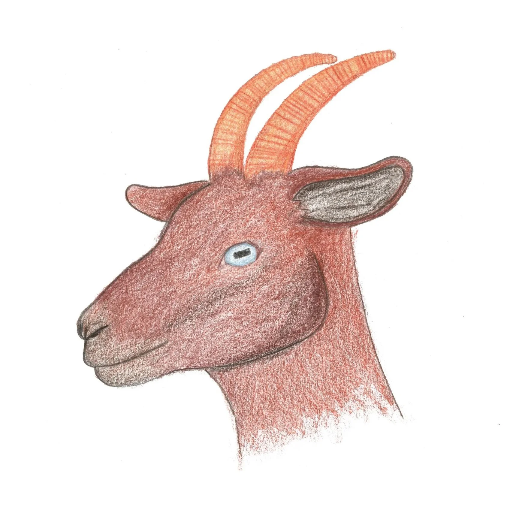 Colorful drawing of a goat with curved horns, a brown face, and a blue eye, on a white background.