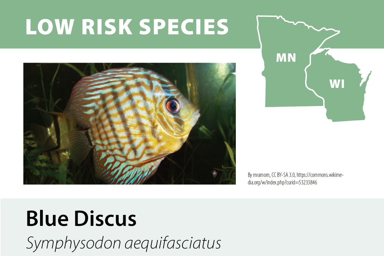 Graphic showing a blue discus fish with orange and blue markings, labeled as a low risk species, with an illustration of Minnesota and Wisconsin states. The fish's scientific name is Symphysodon aequifasciatus.