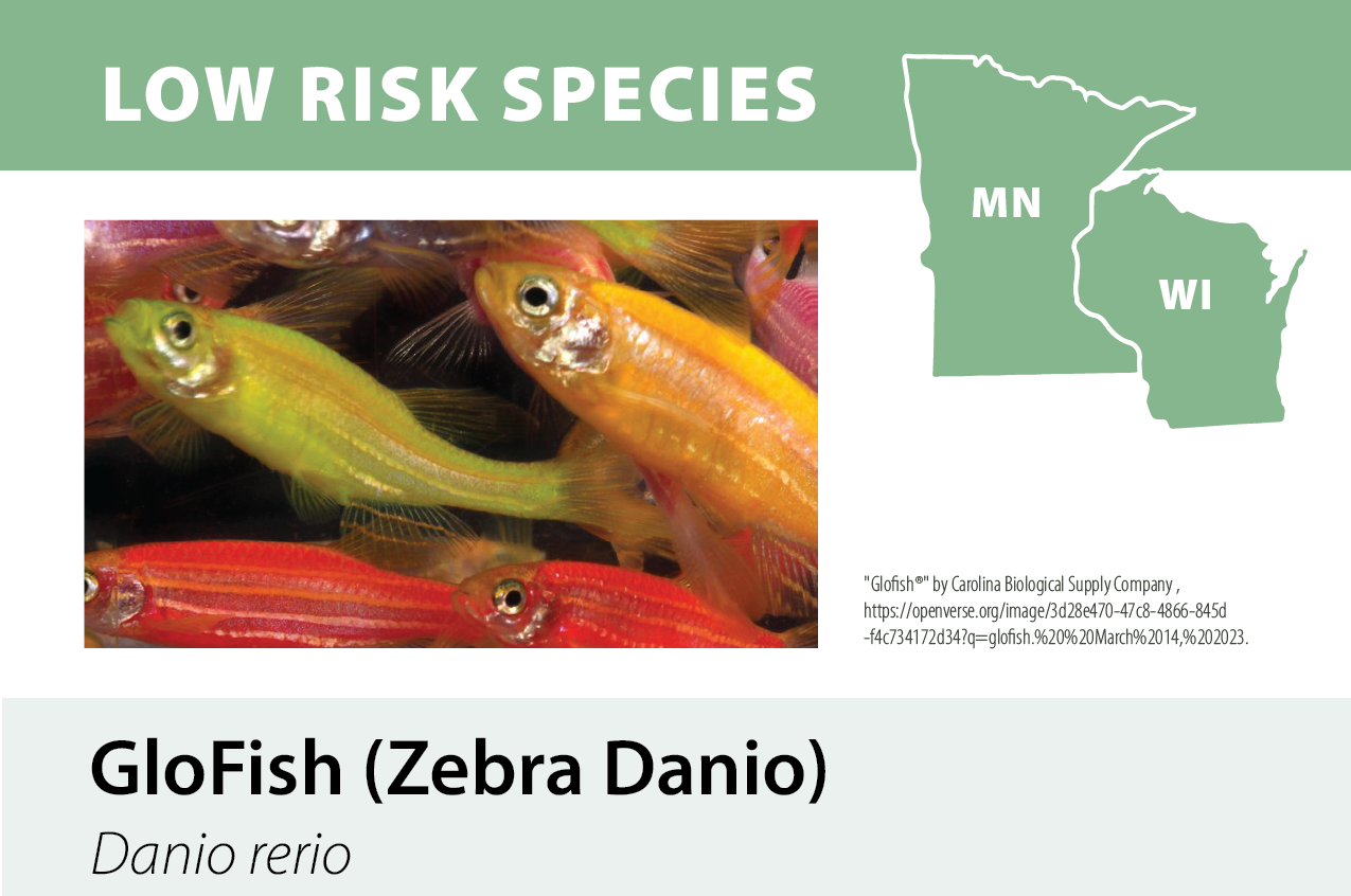 A poster with the title "Low Risk Species" showing colorful zebrafish, also known as Danio rerio, with a stylized map of Minnesota and Wisconsin on the right side and information about the species.