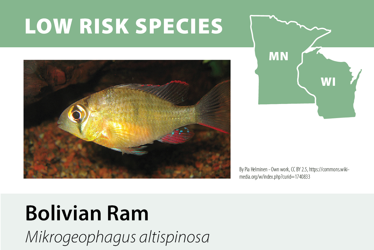 Illustration of a Bolivian Ram fish, scientifically named Mikrogeophagus altispinosus, on a poster about low risk species in Minnesota and Wisconsin.